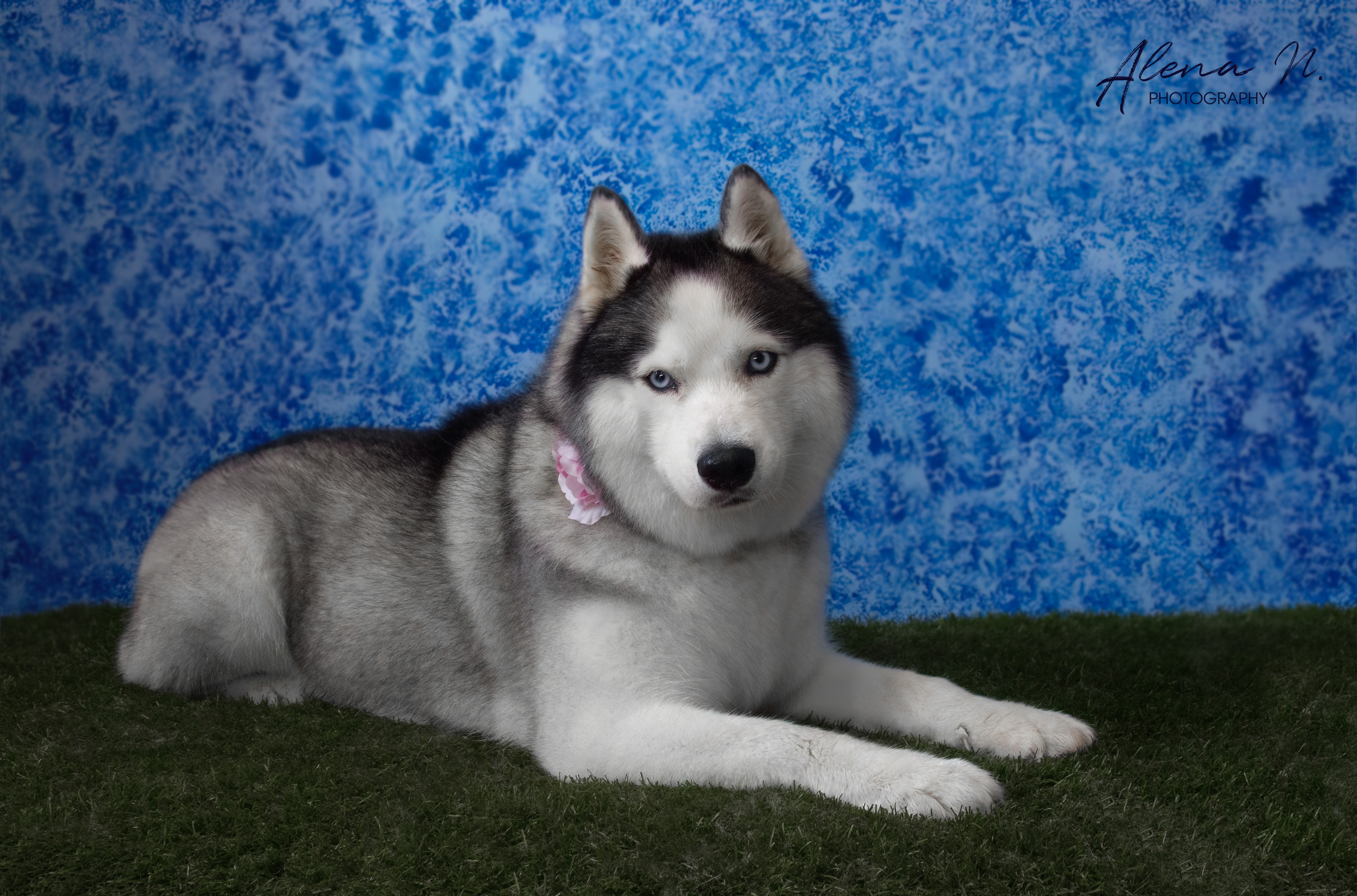 Orinka, psí salón foto 4