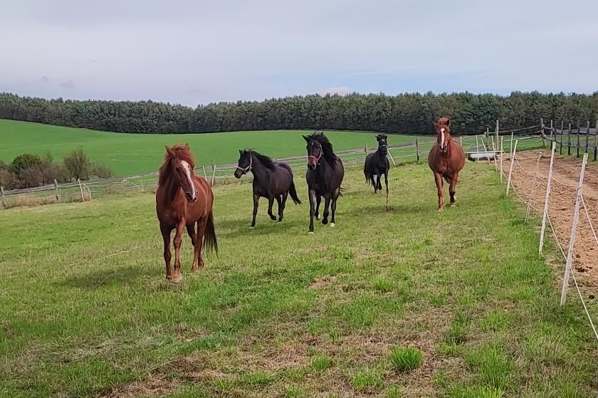 Rodinná stáj Horse Meadow