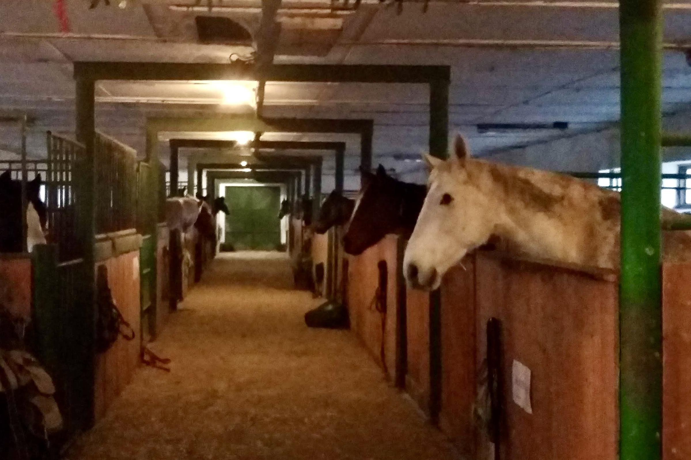 Stáj Dalbett foto 1