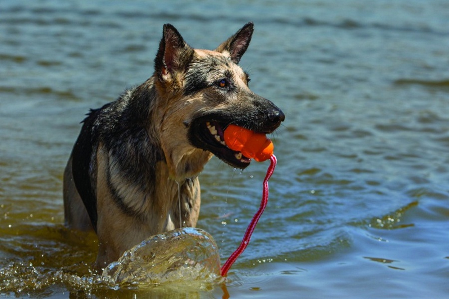 Legendární hračky KONG pro psy i kočky!