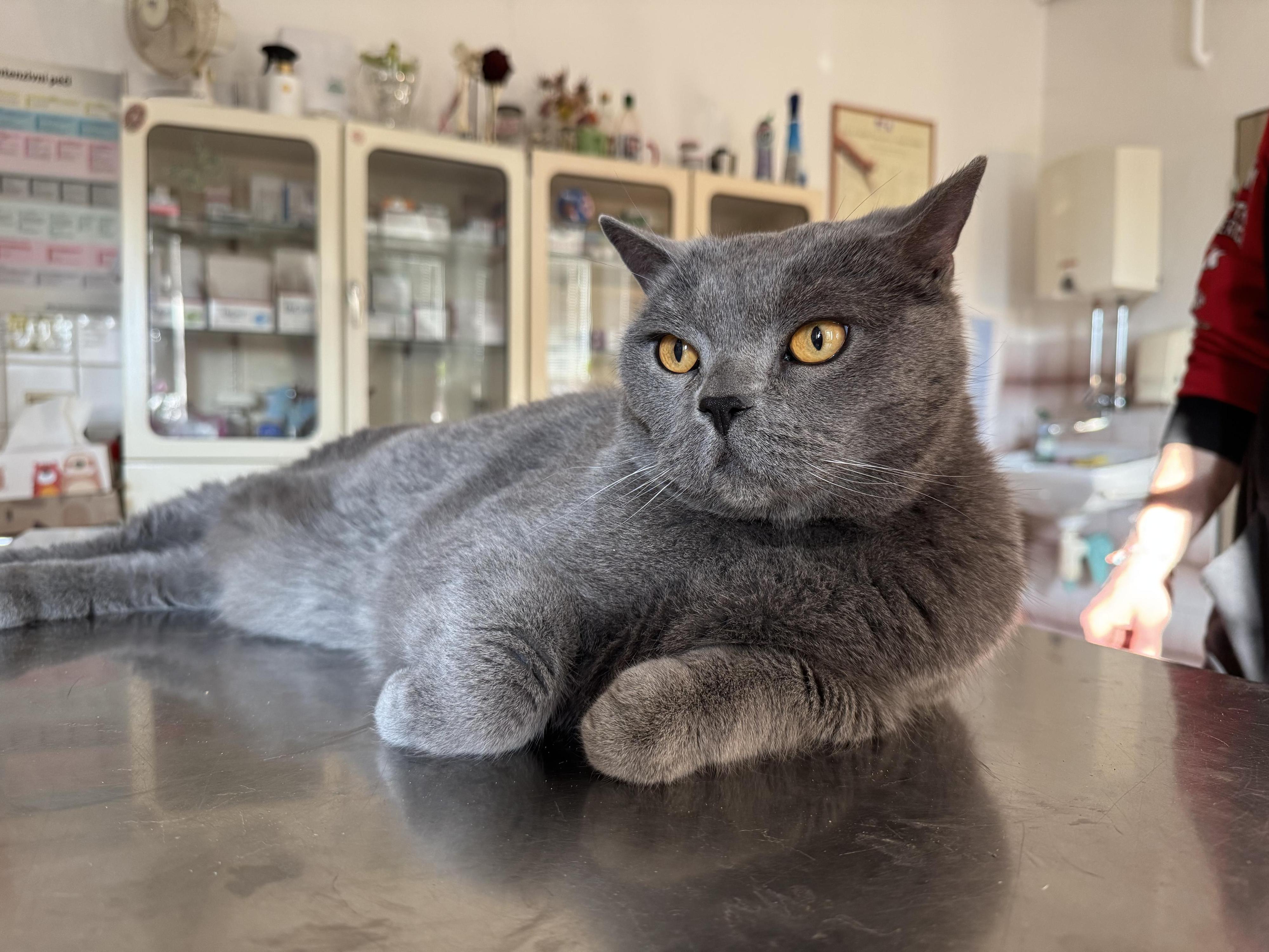 Veterinární ordinace Pod Mostnou horou