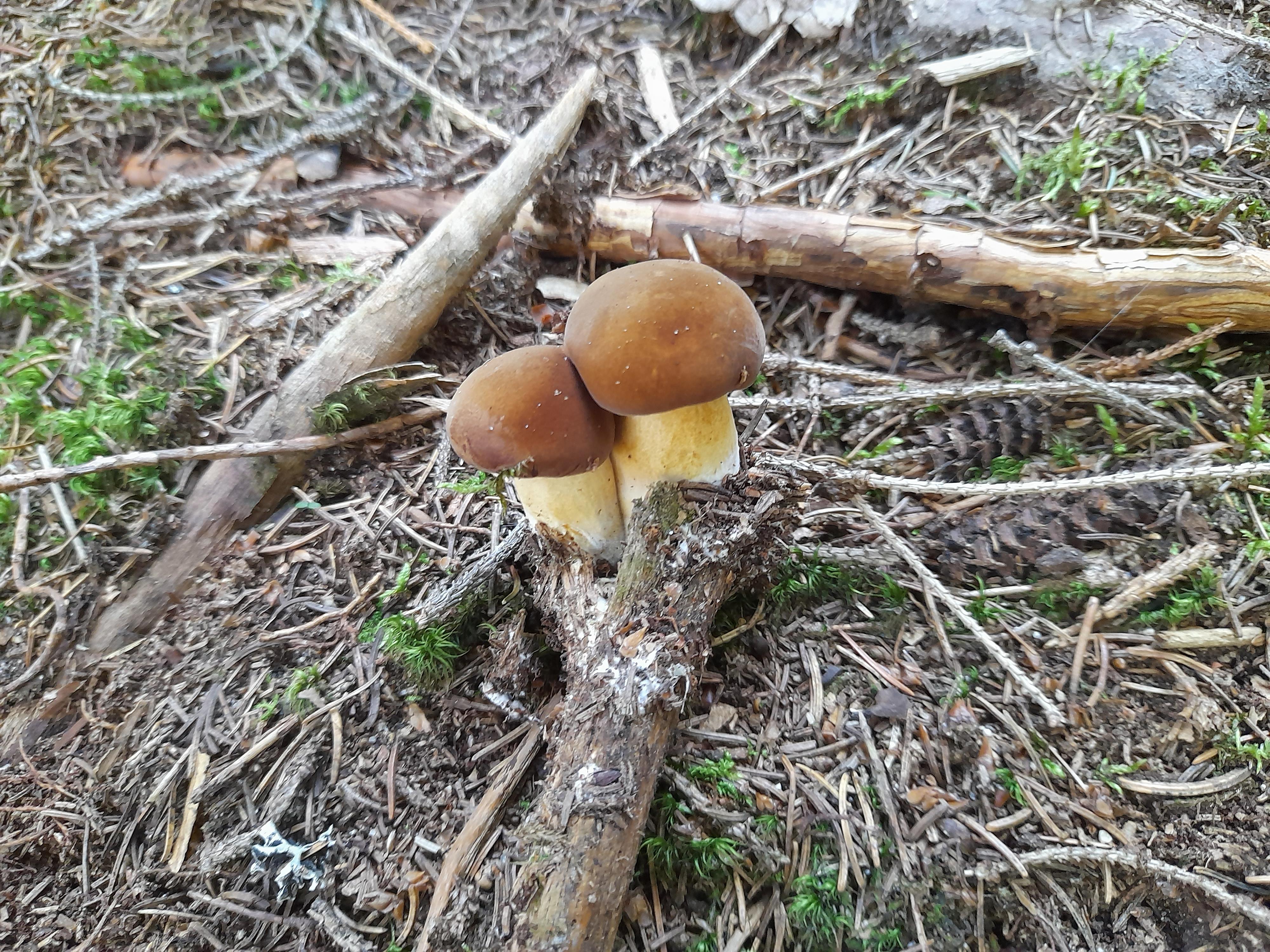 Apartmány Lipka foto 6