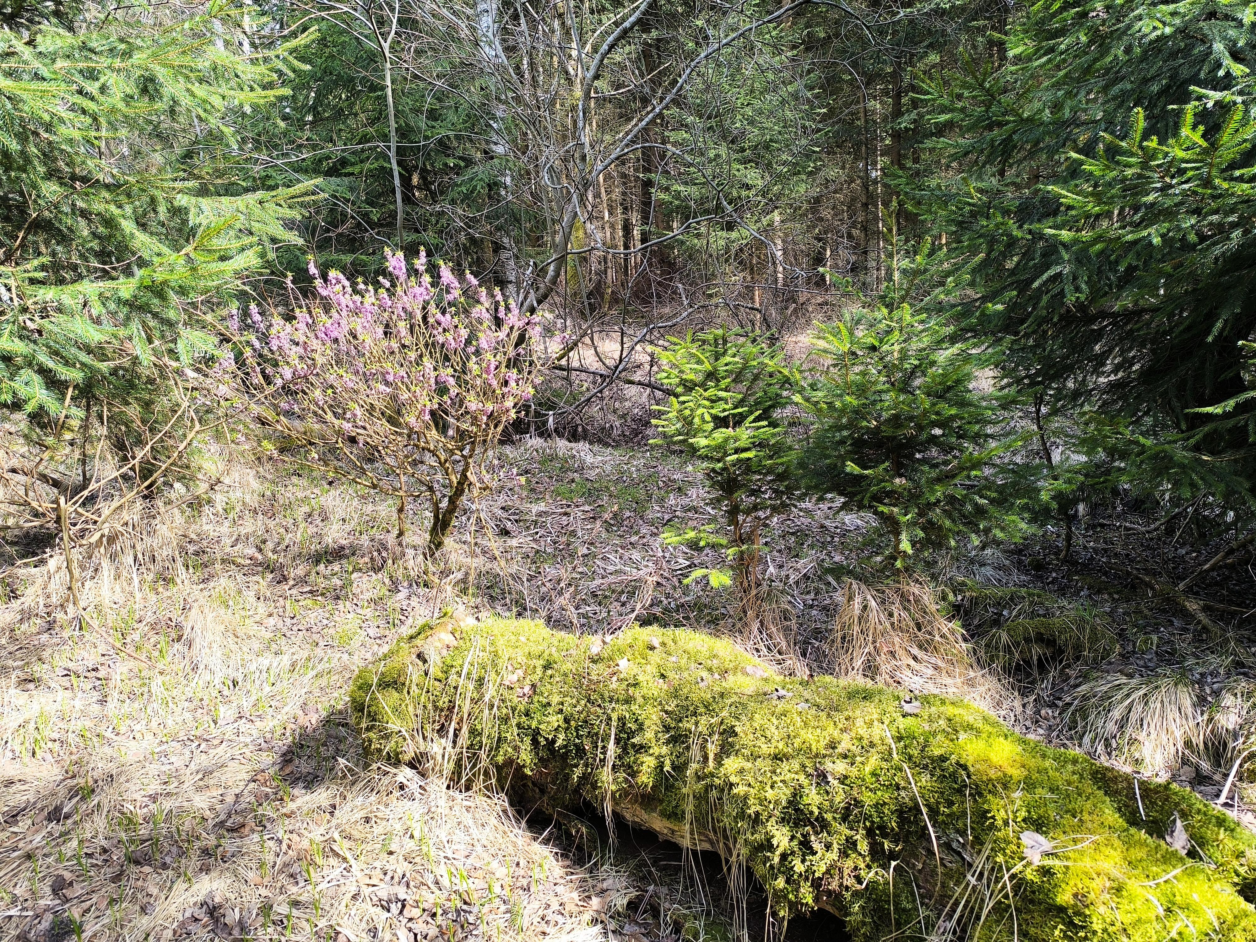 Restaurace Lesovna Žofín foto 4