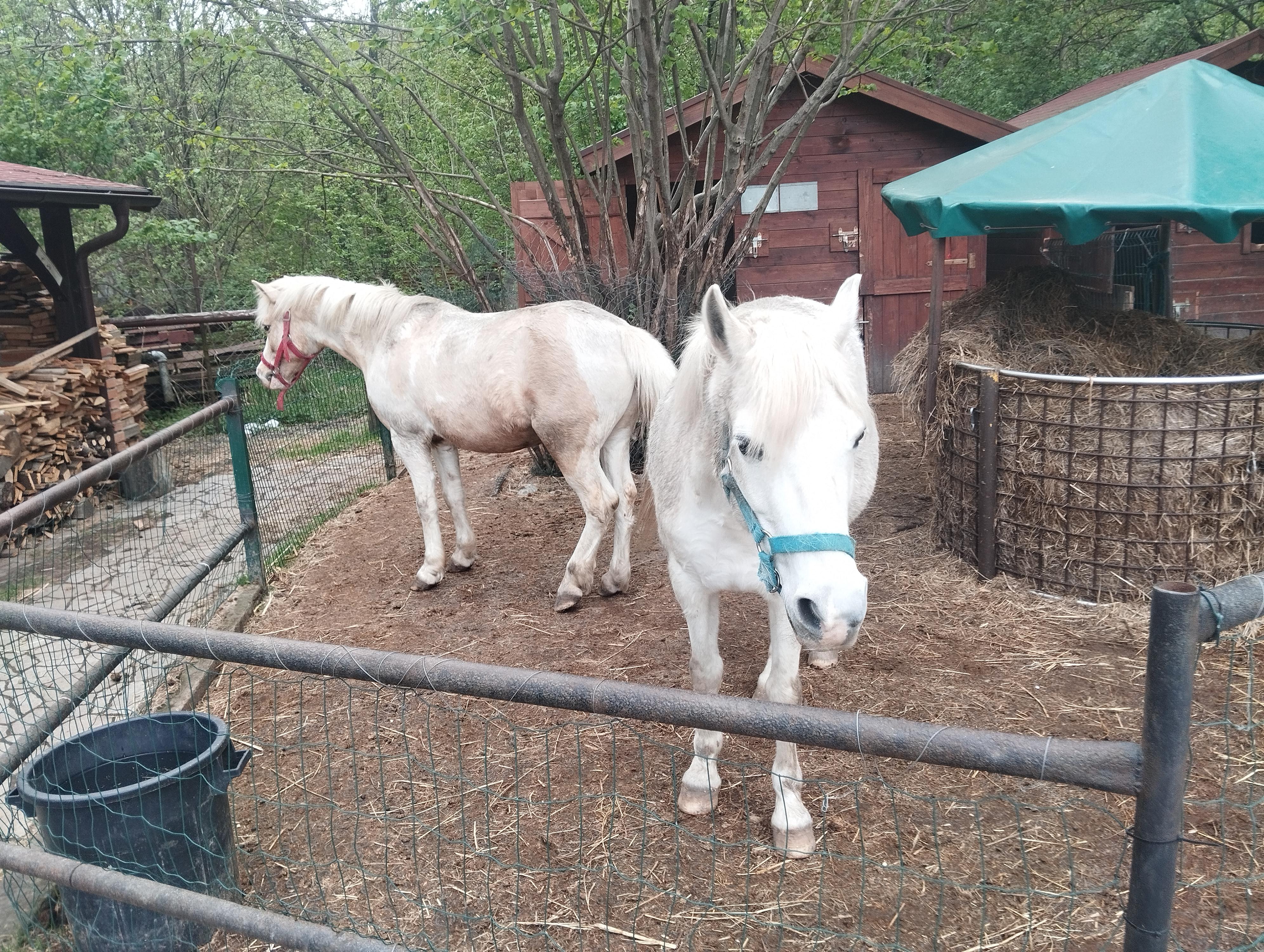 Markéta Hovjacká - trenér a cvičitel jezdectví foto 5