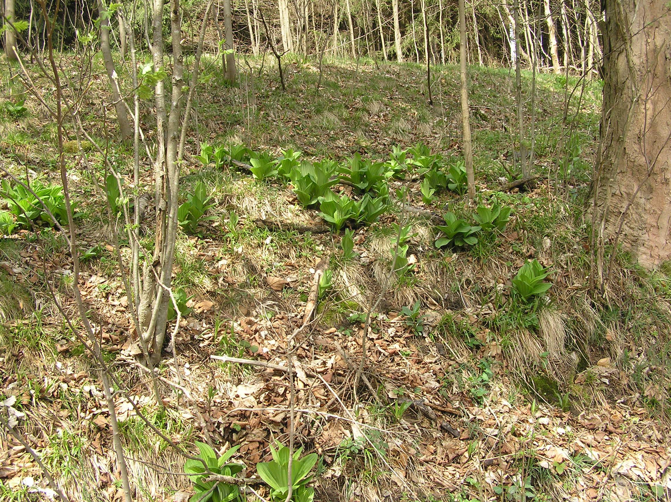 Horská bouda Čihalka - chata foto 3
