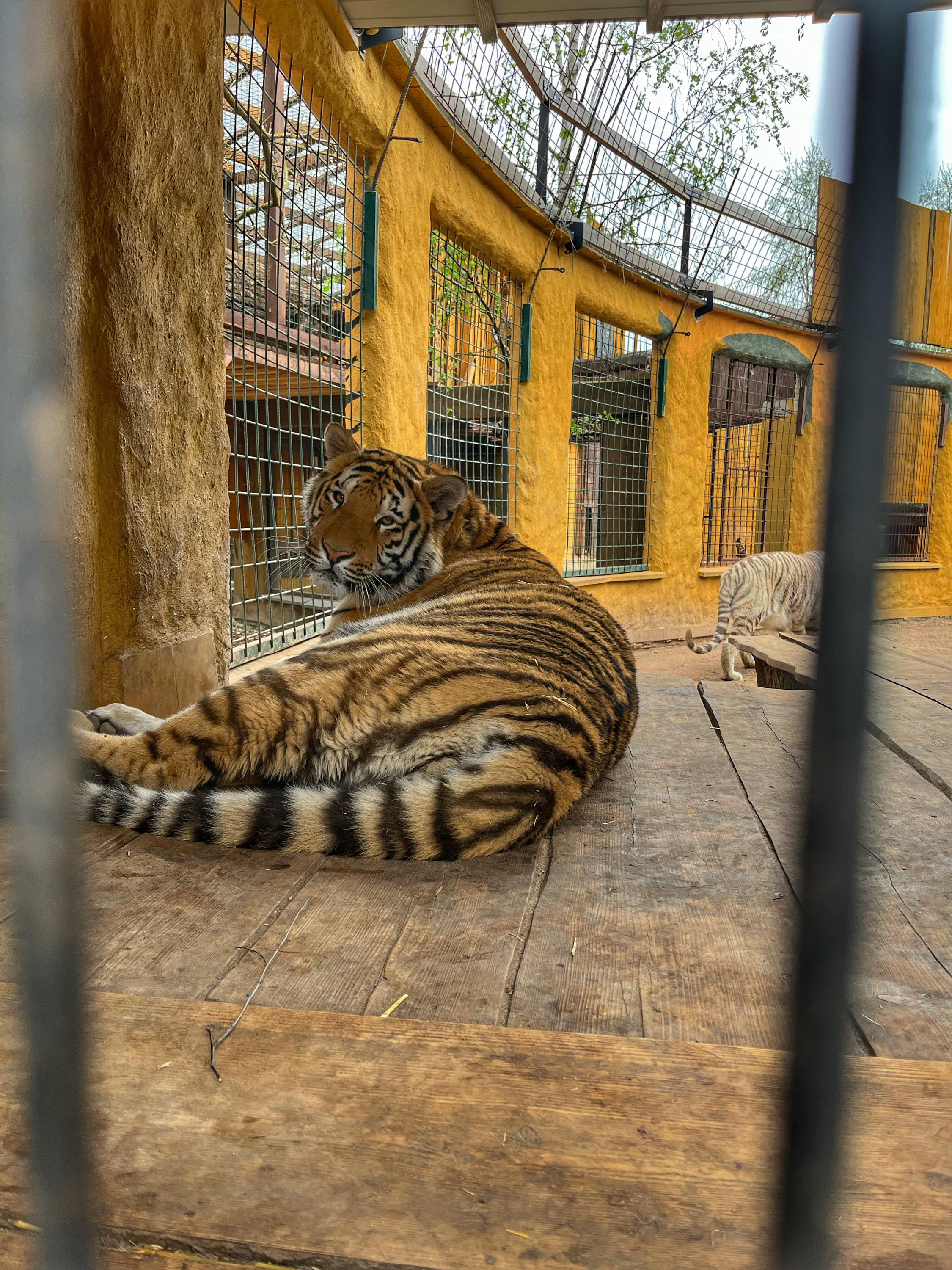 Kočkovité šelmy foto 2