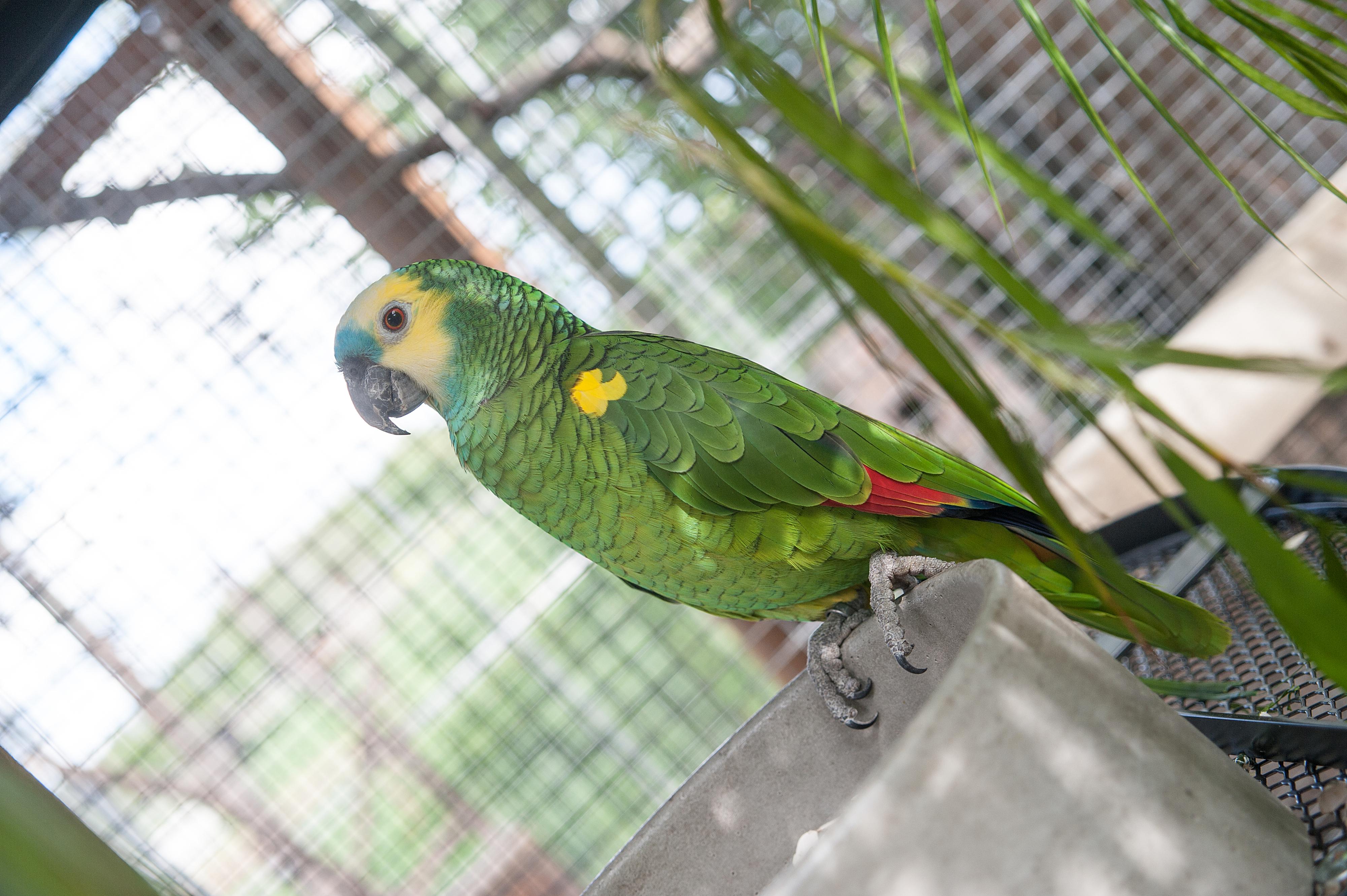 Záchranná stanice PAPOUŠČÍ RÁJ foto 4