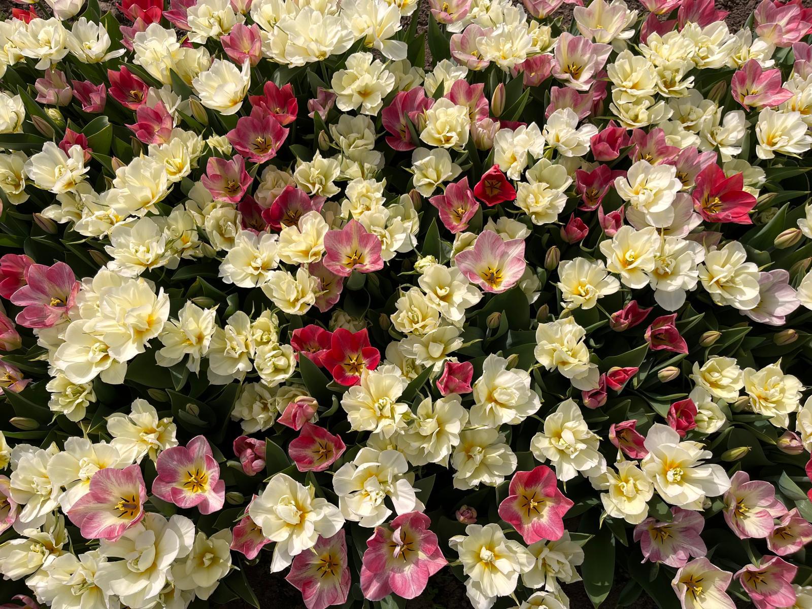 Vitenplant foto 5