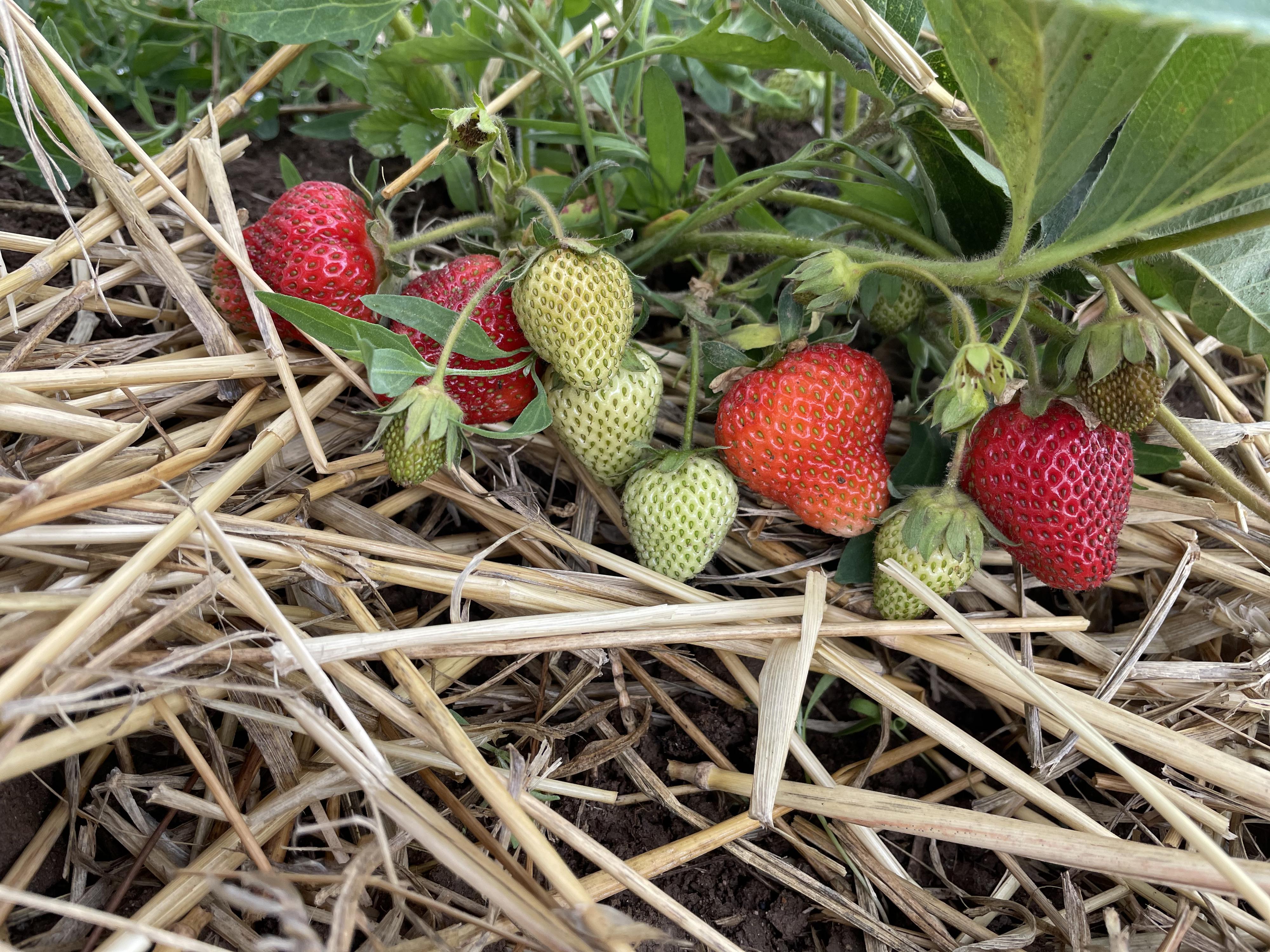 Starokolínské jahody