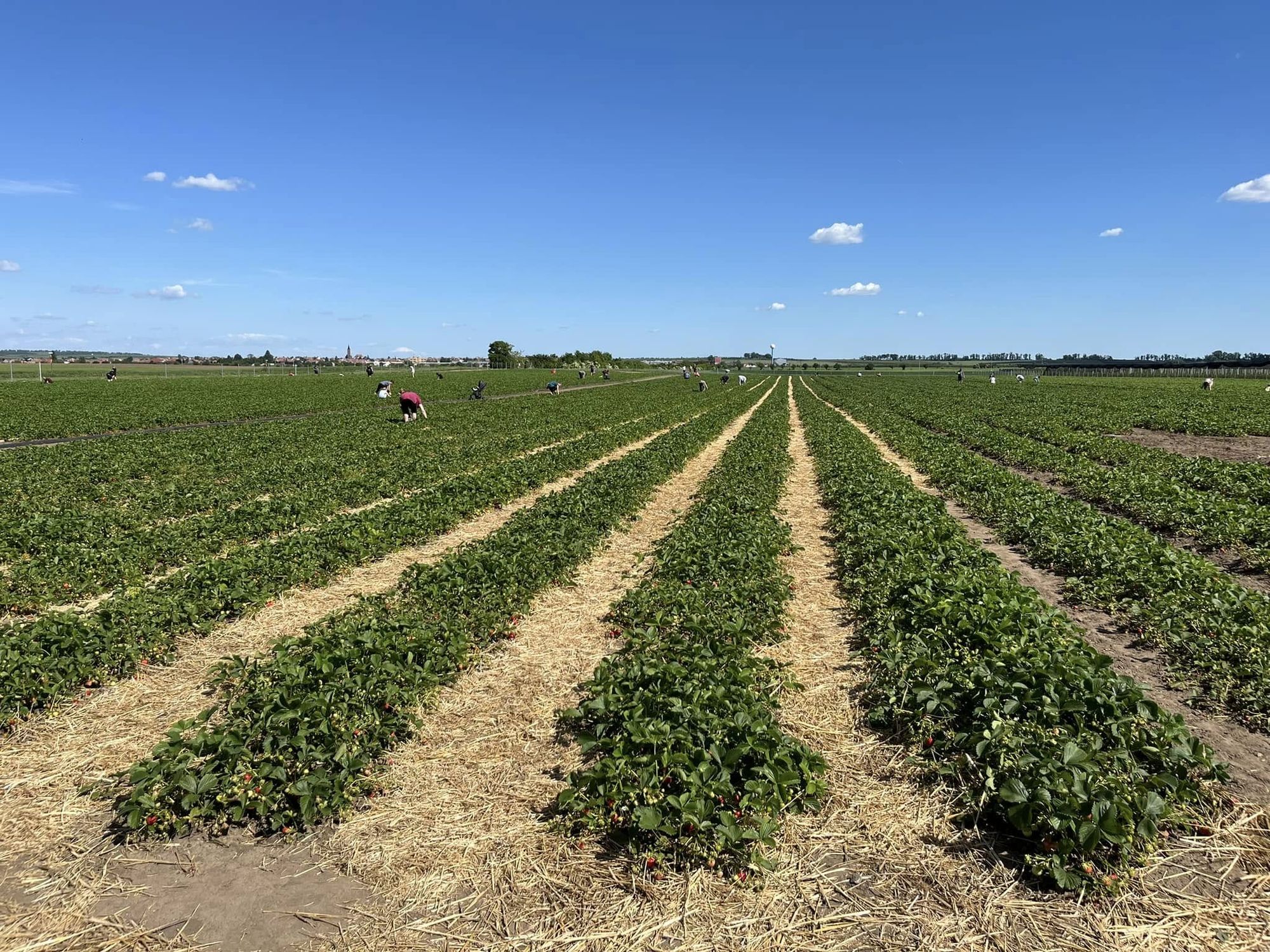 Jahody Velké Bílovice