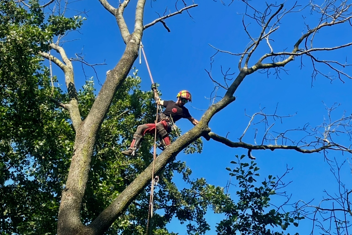 Rizikové kácení a dřevorubecké práce Daniel Dohnal