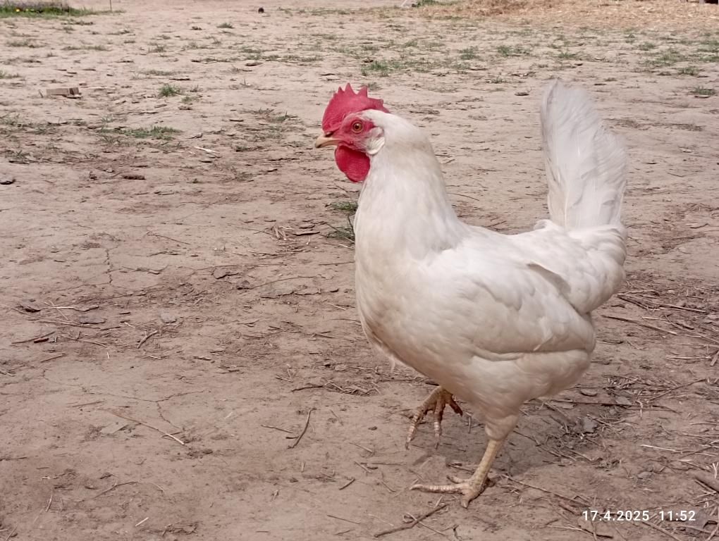Ustájení ISSABELLA foto 3