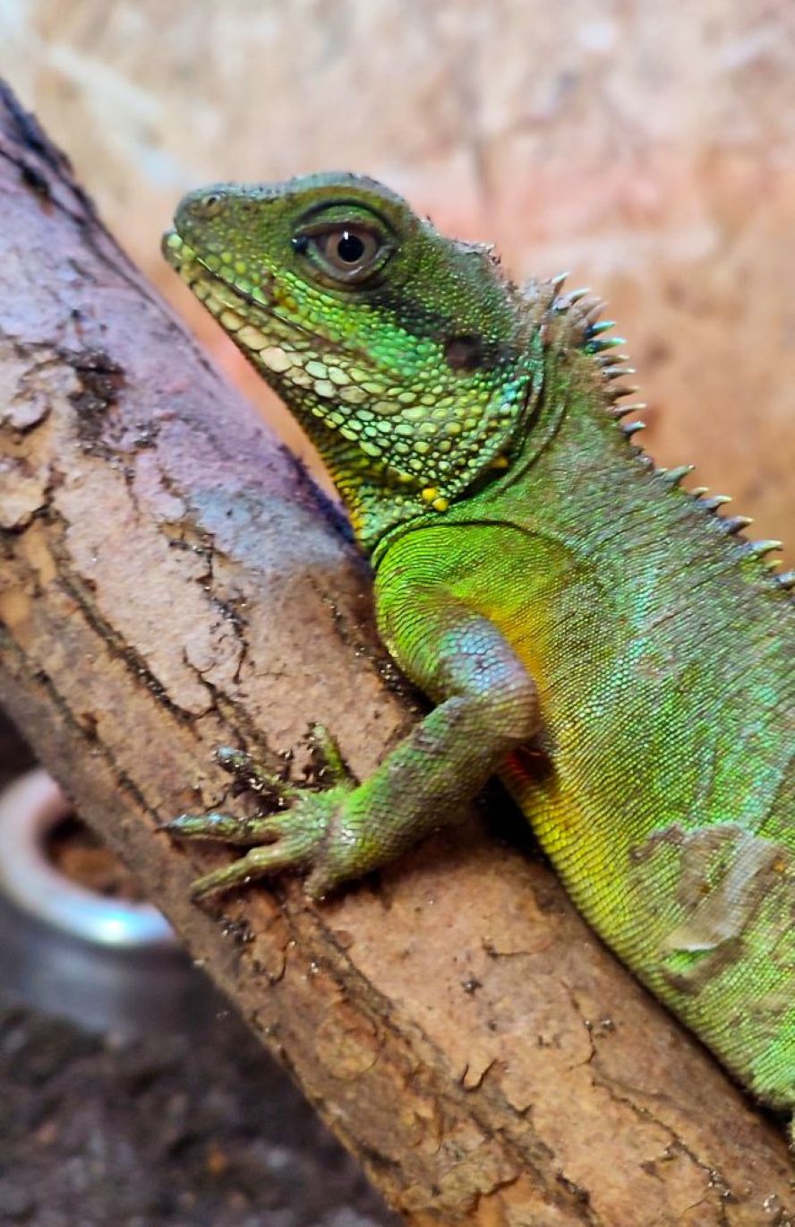 Azyl zvířat & FaunaPark Blondies MiniZOO foto 6