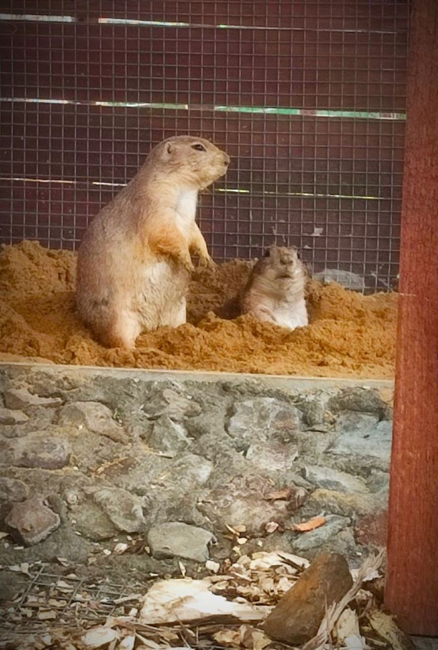 Azyl zvířat & FaunaPark Blondies MiniZOO foto 4