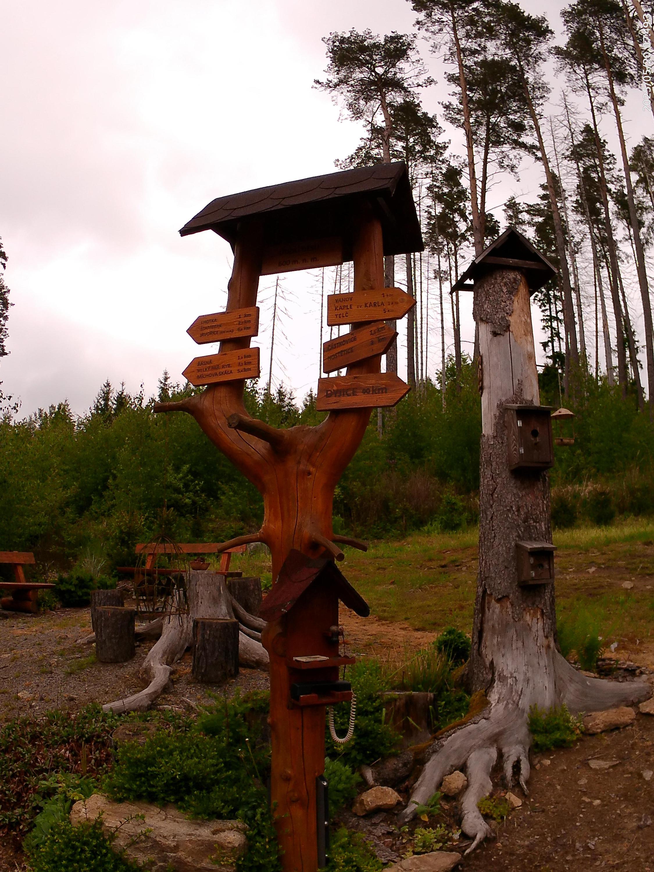 Lesní bufík foto 4