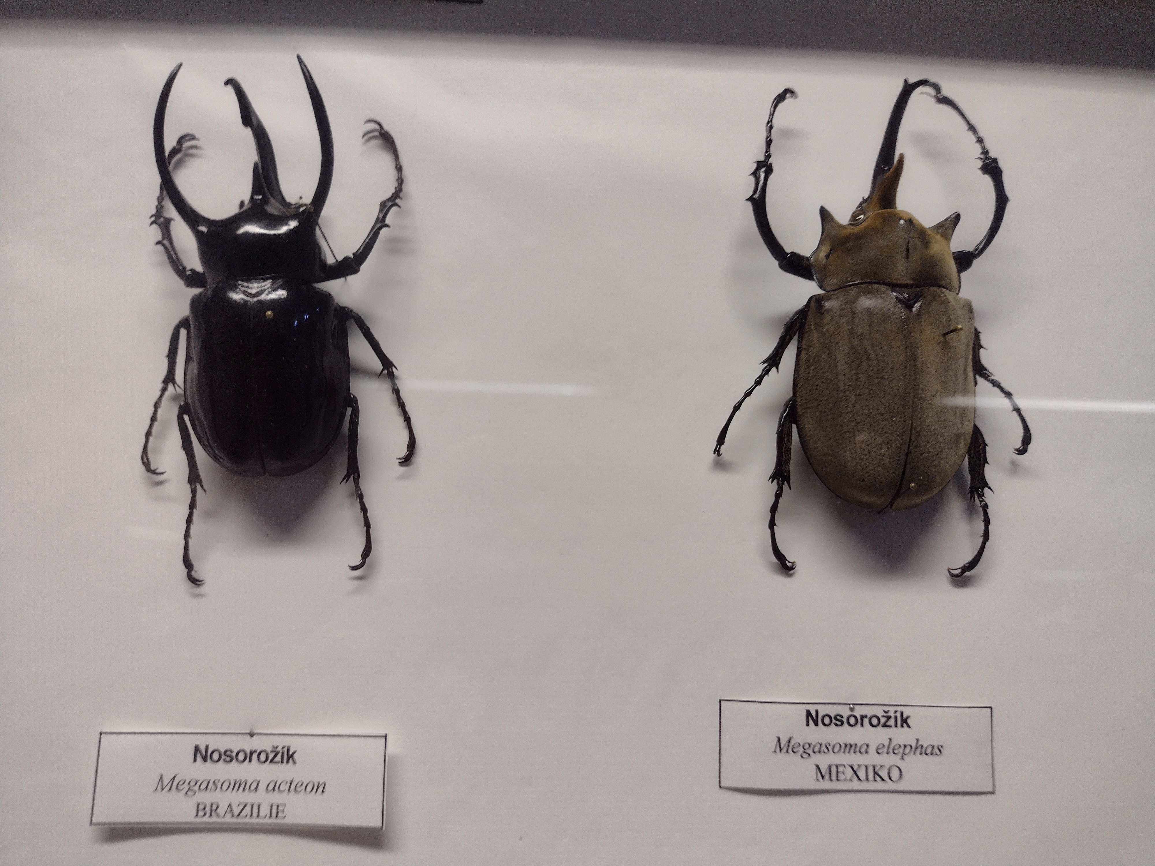 Muzeum přírodovědy a venkova foto 4