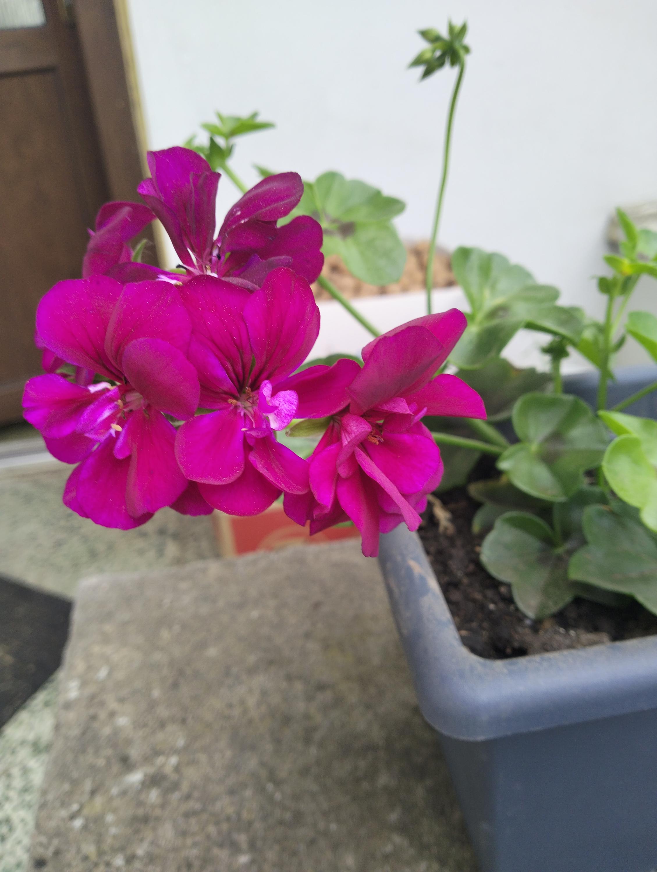 Zahradnictví Ing. Roman Koupý foto 4