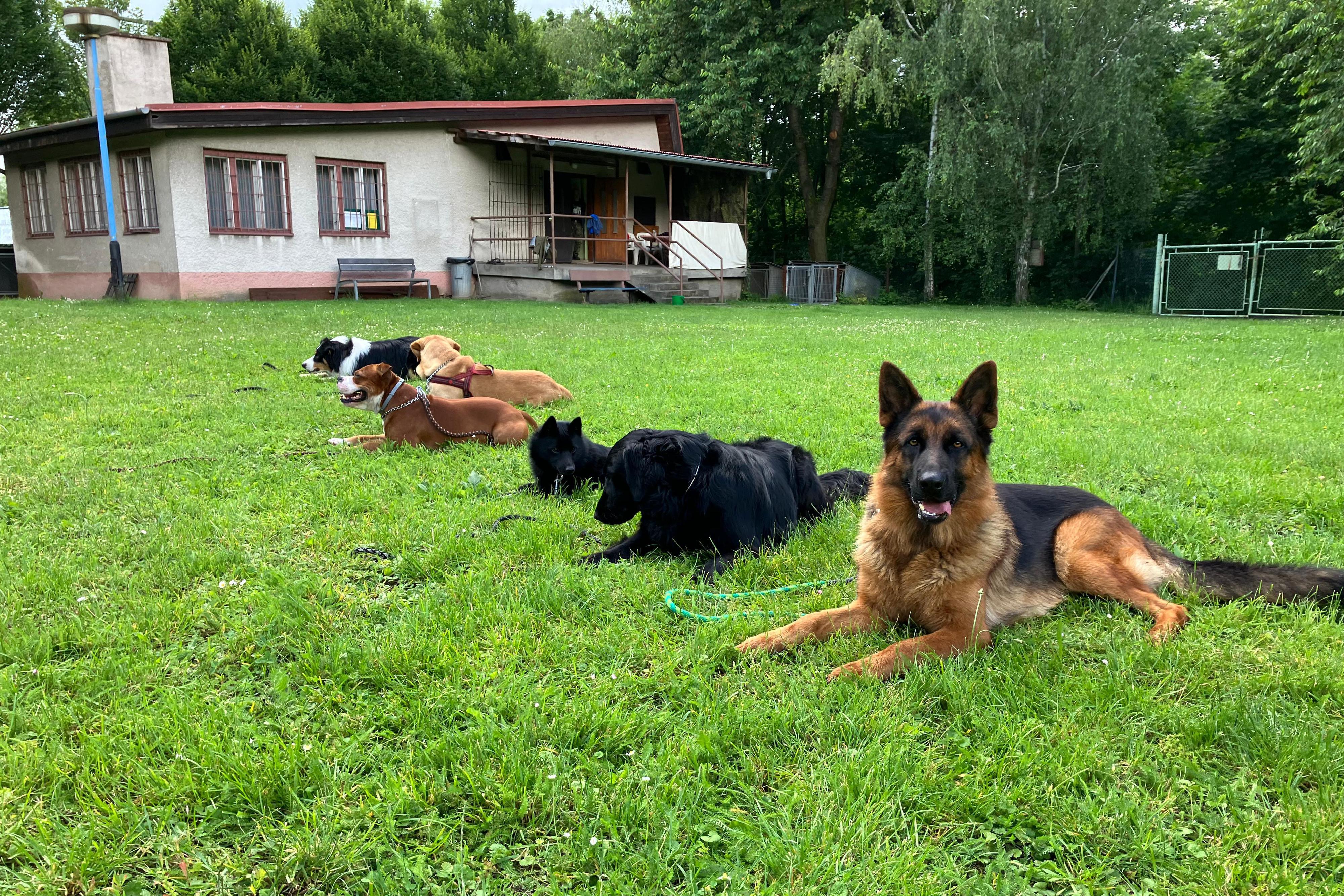 Kynologický klub Holešov