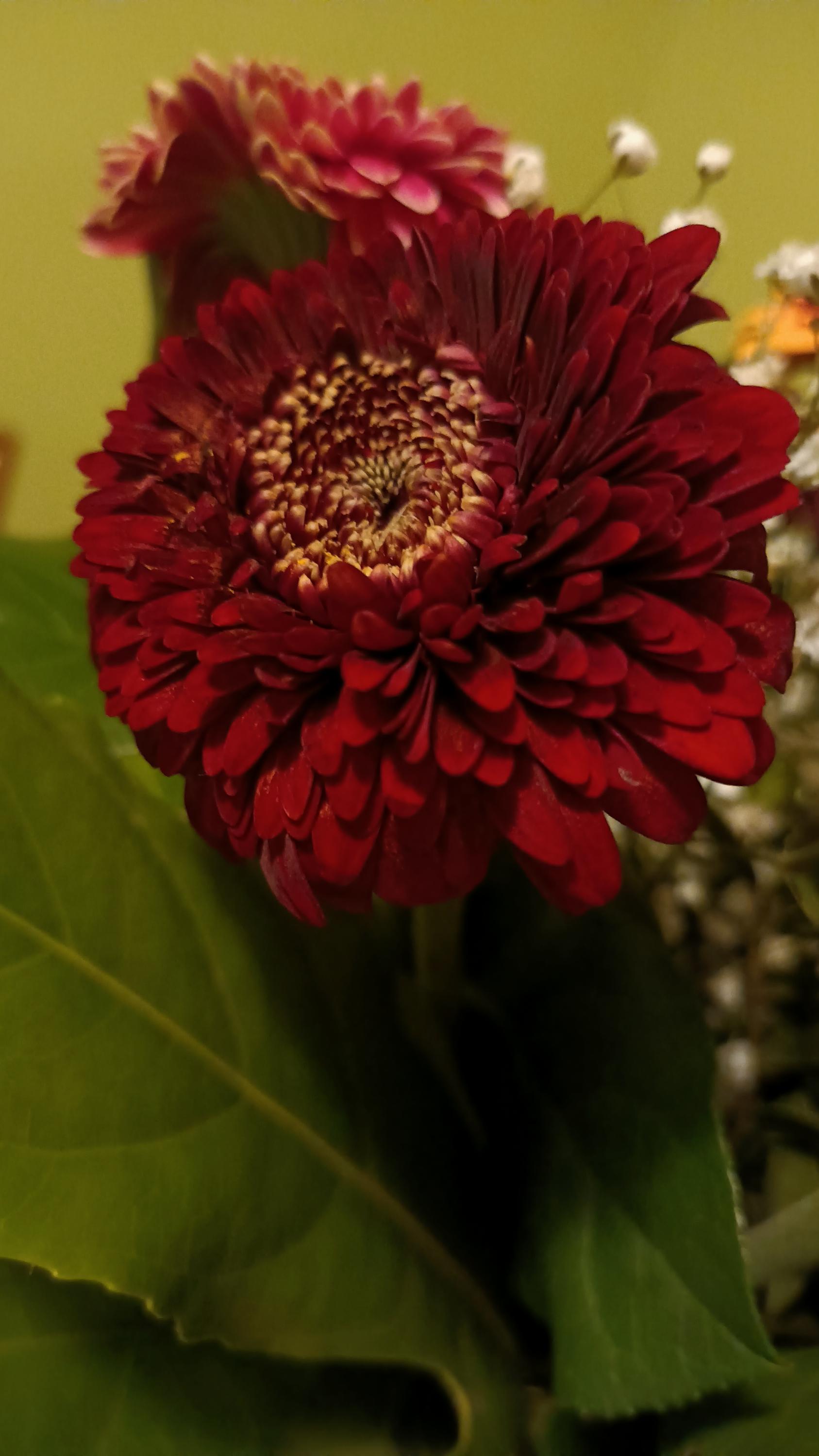 Květinové studio Petronila foto 2