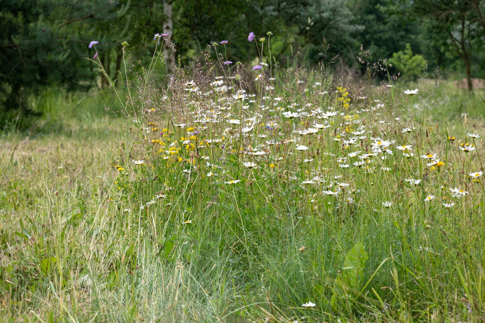 Ekozahrady Jaroslav Svoboda foto 4