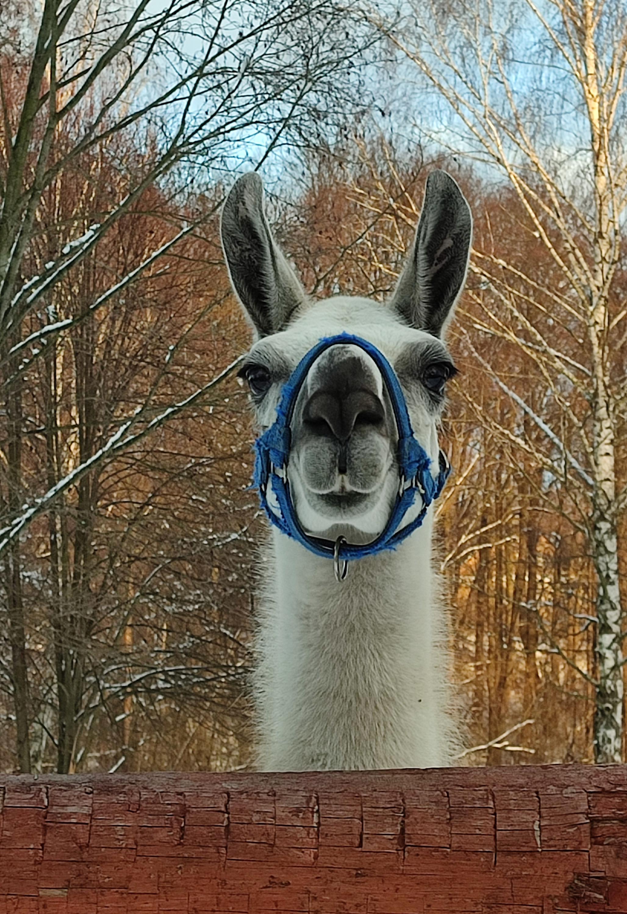 Azyl zvířat & FaunaPark Blondies MiniZOO foto 5