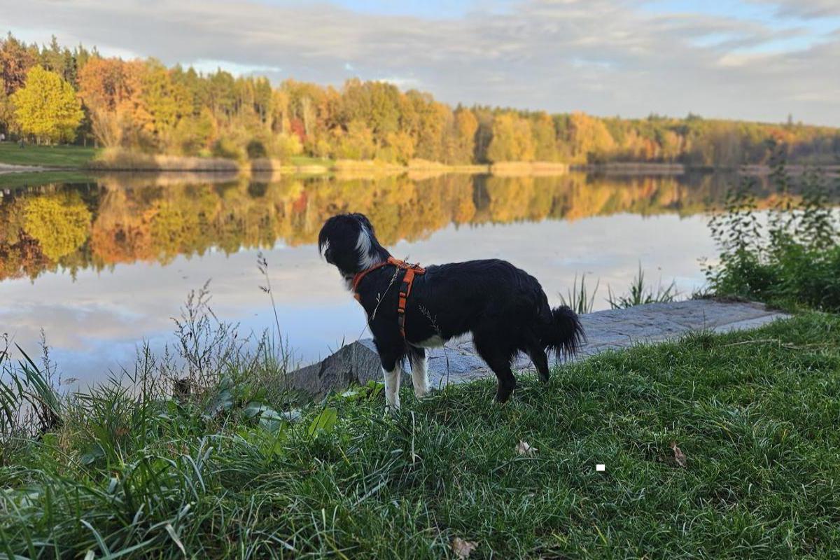VetFyz.cz - Veterinární rehabilitace a fyzioterapie
