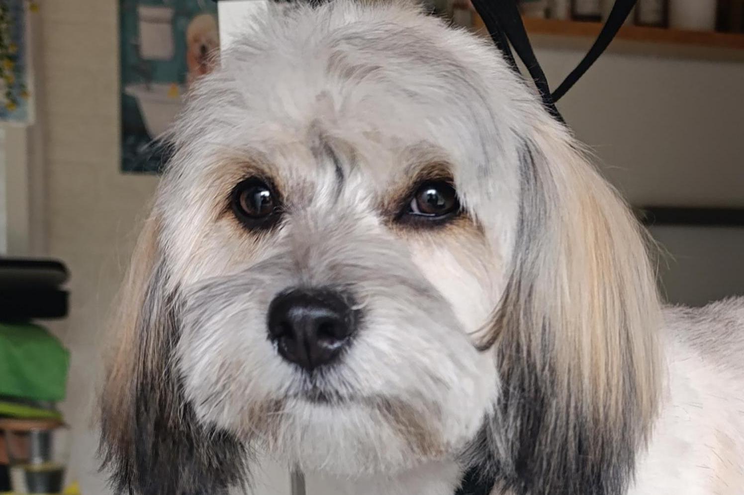 Stříhání psů Ilona Doležalová