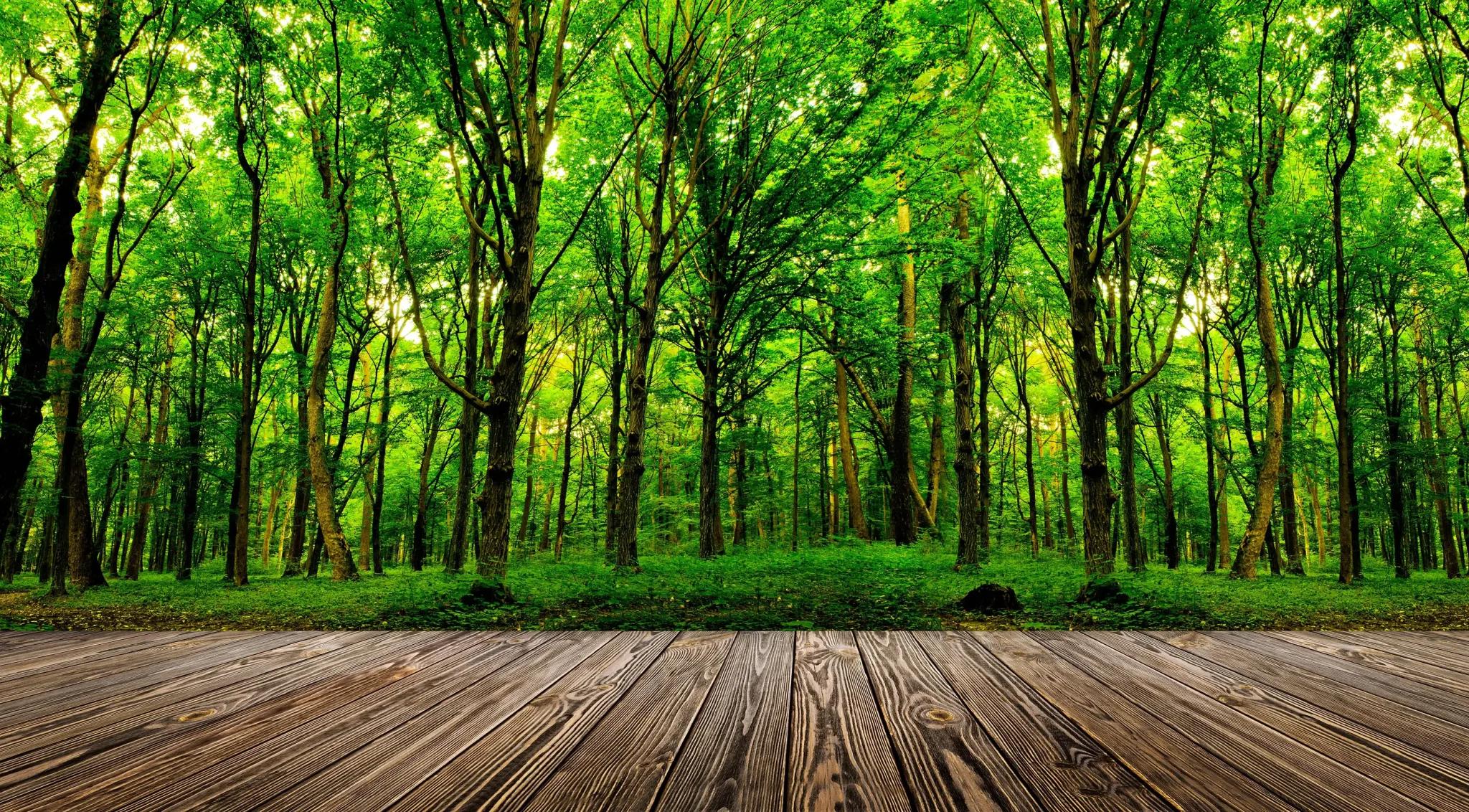 LESNÍ SPOLEČENSTVÍ OBCÍ, s.r.o. foto 2