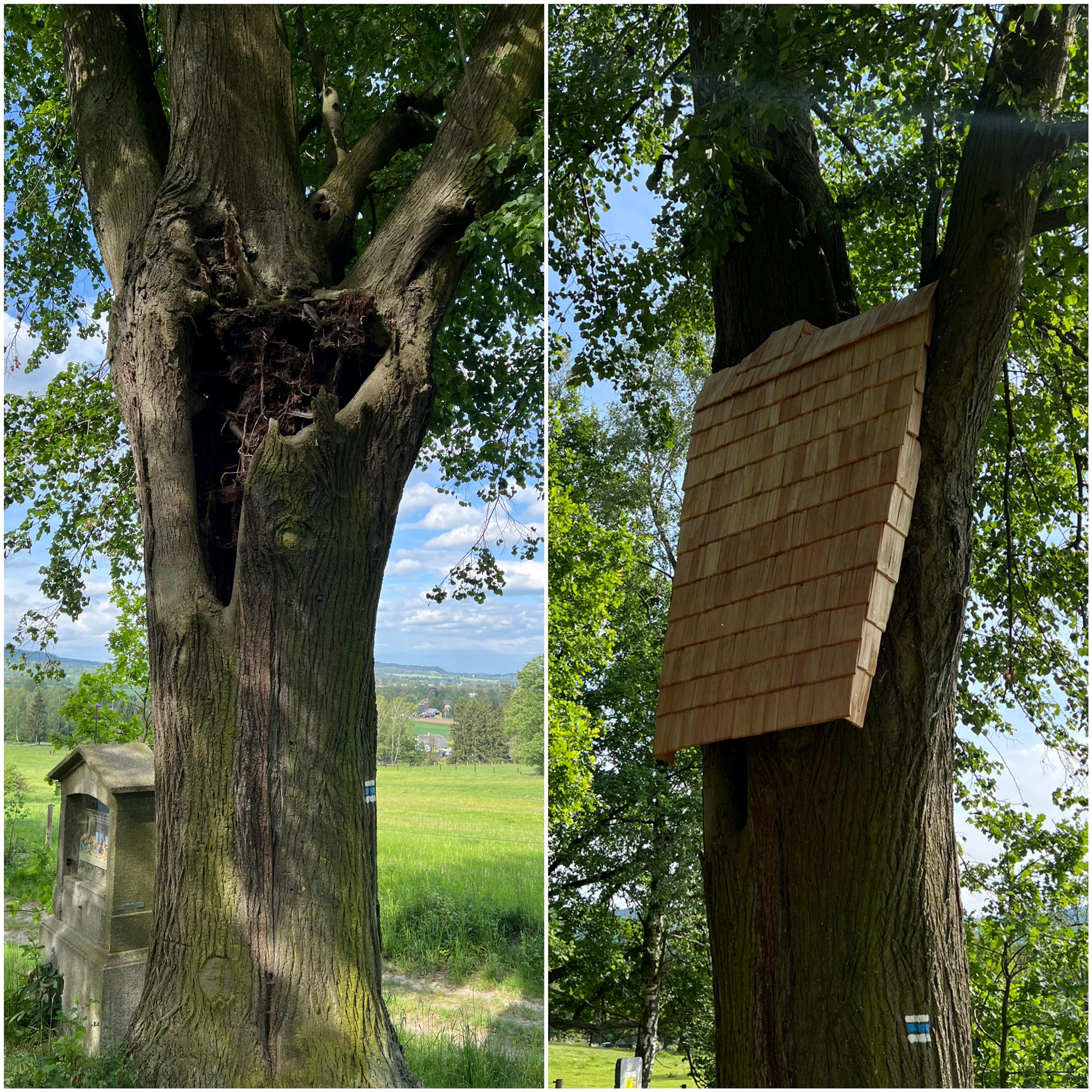 Péče o stromy - Šimon Tesař foto 4