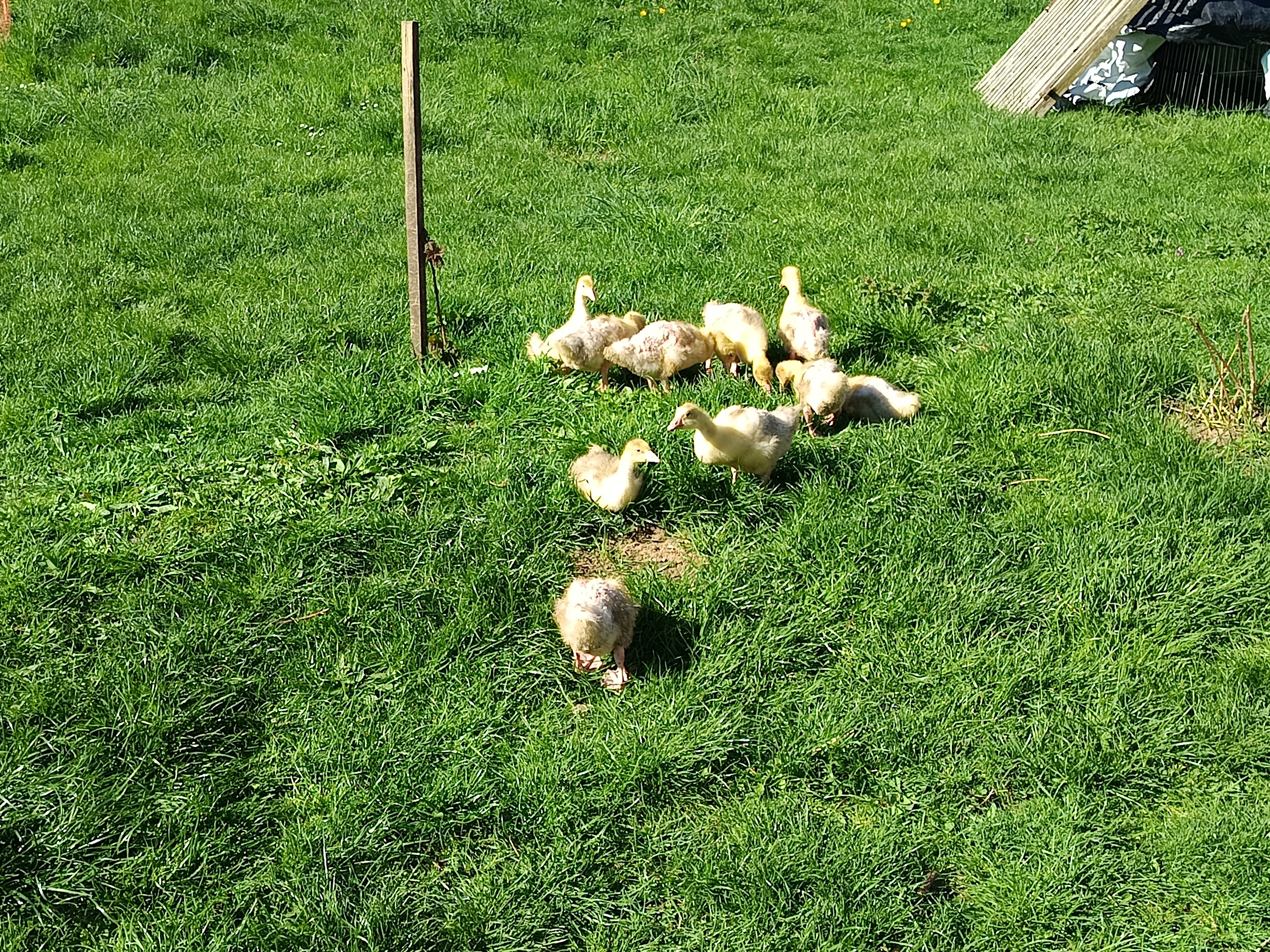 Ekofarma Lejčkov foto 2