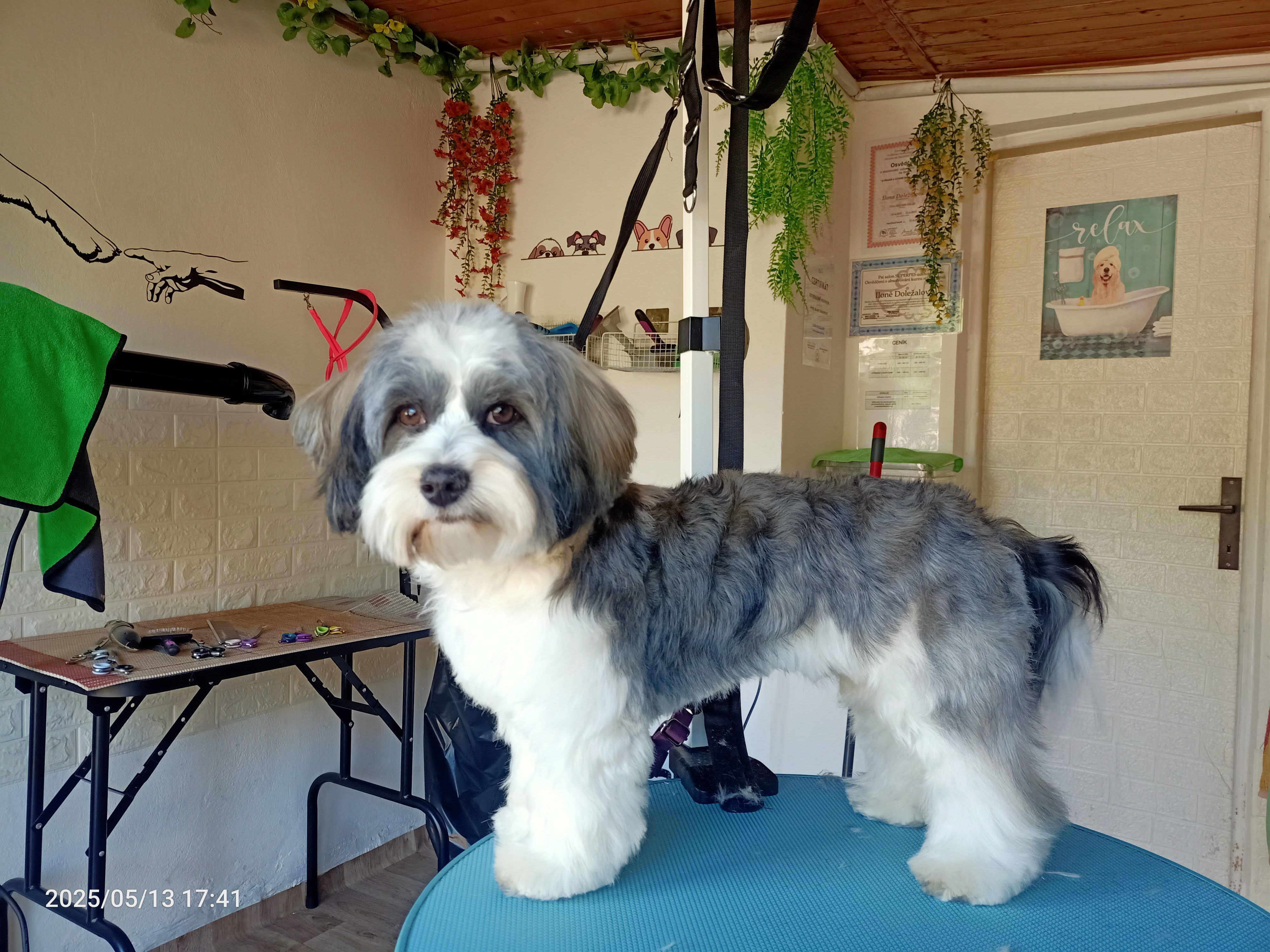 Stříhání psů Ilona Doležalová foto 4