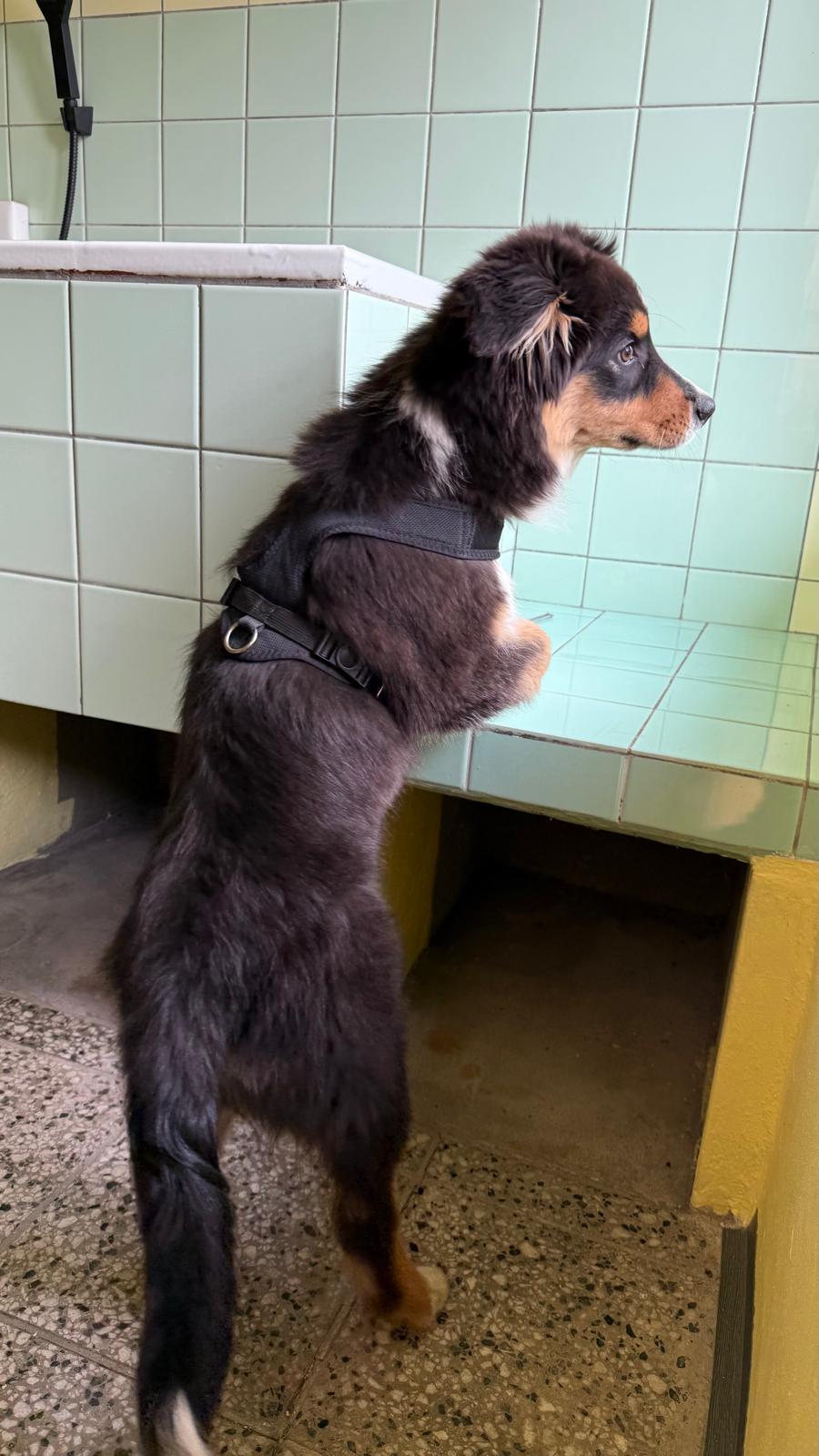 PSÍ PRÁDELNA foto 3