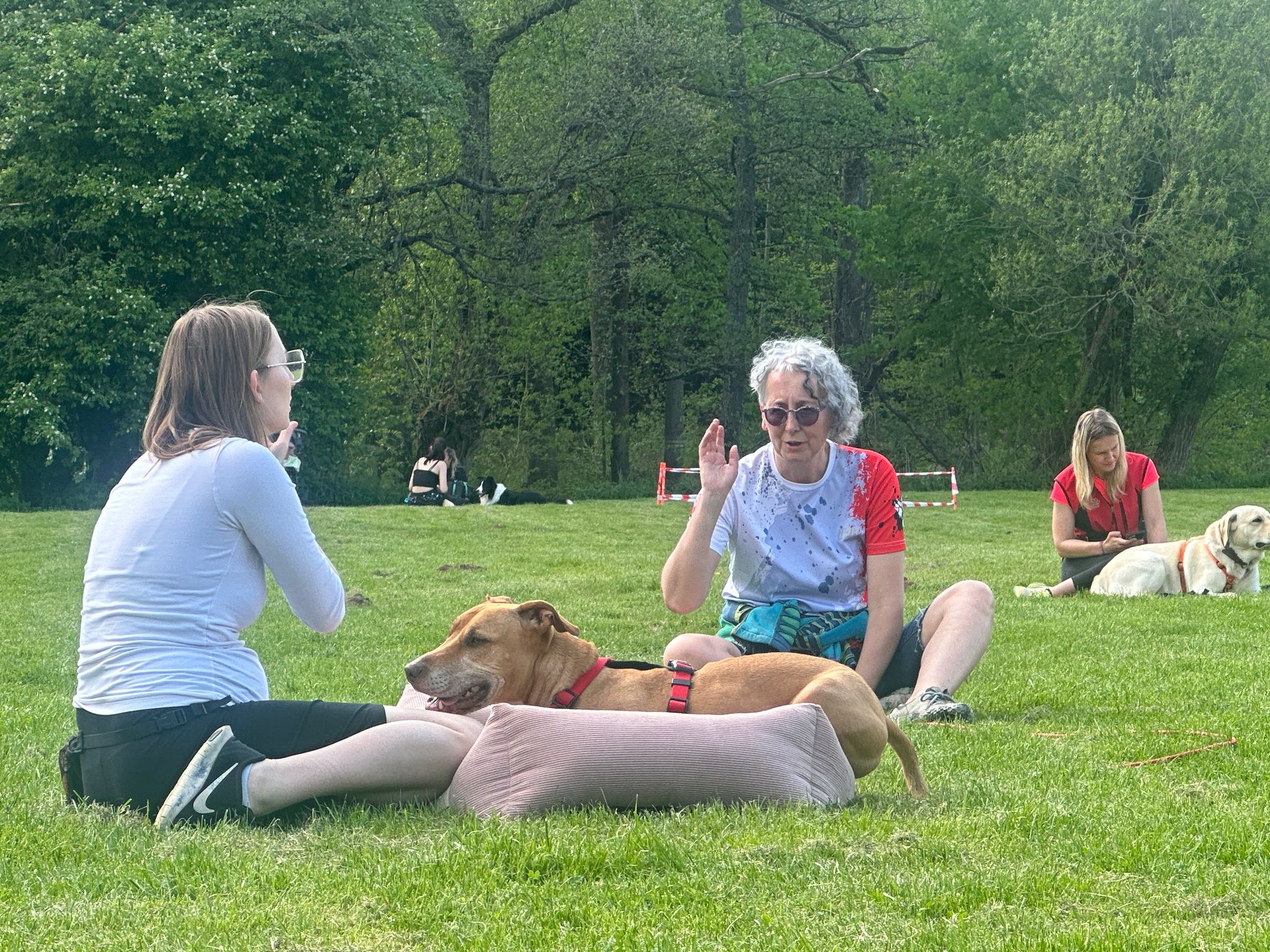 Dobrá psí škola Ústí nad Labem