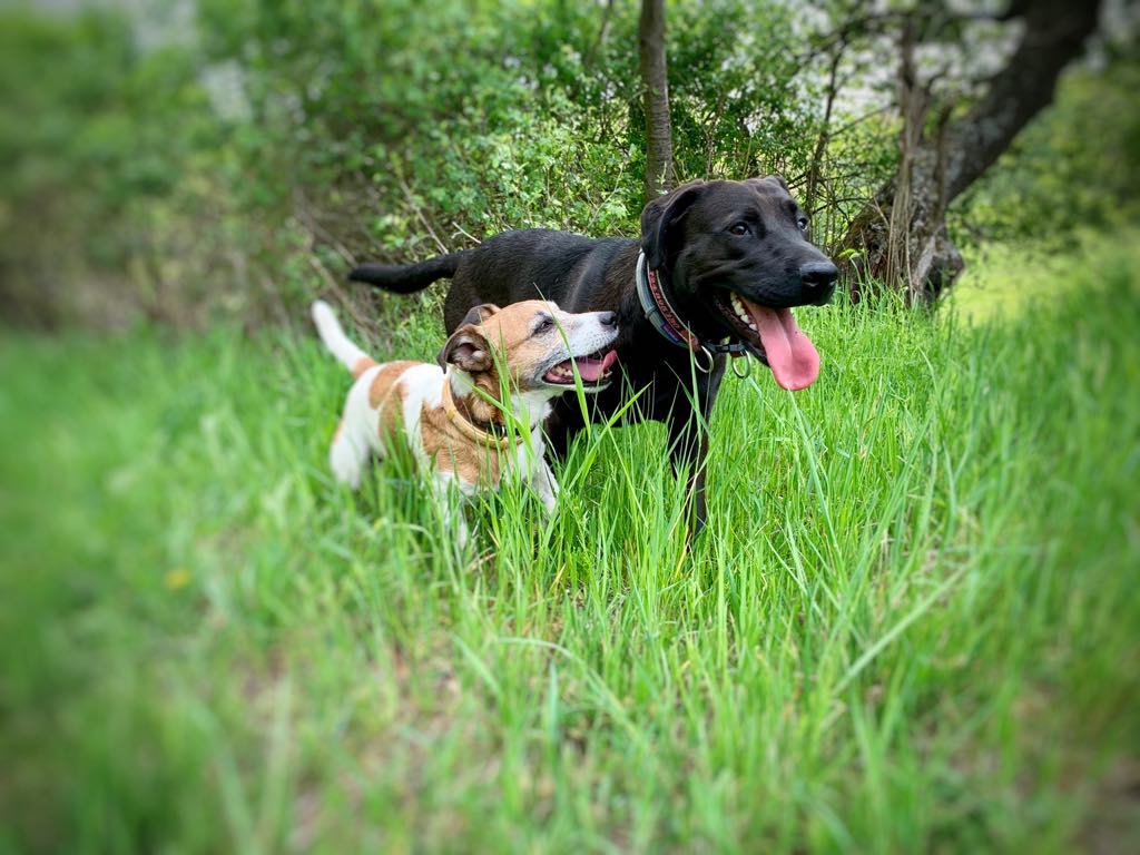 Dobrá psí škola Ústí nad Labem foto 2