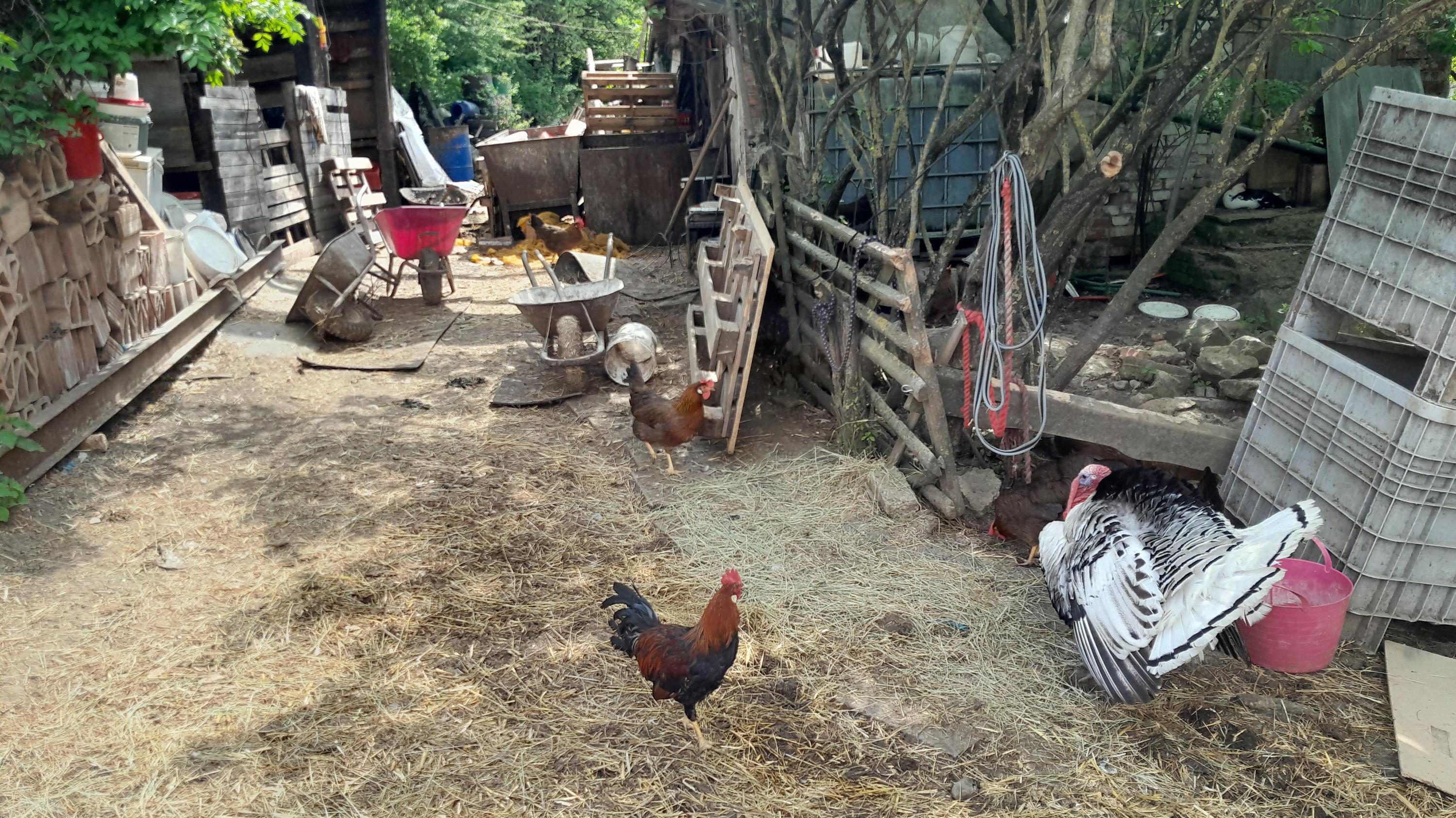Ranč Divoké růže foto 2