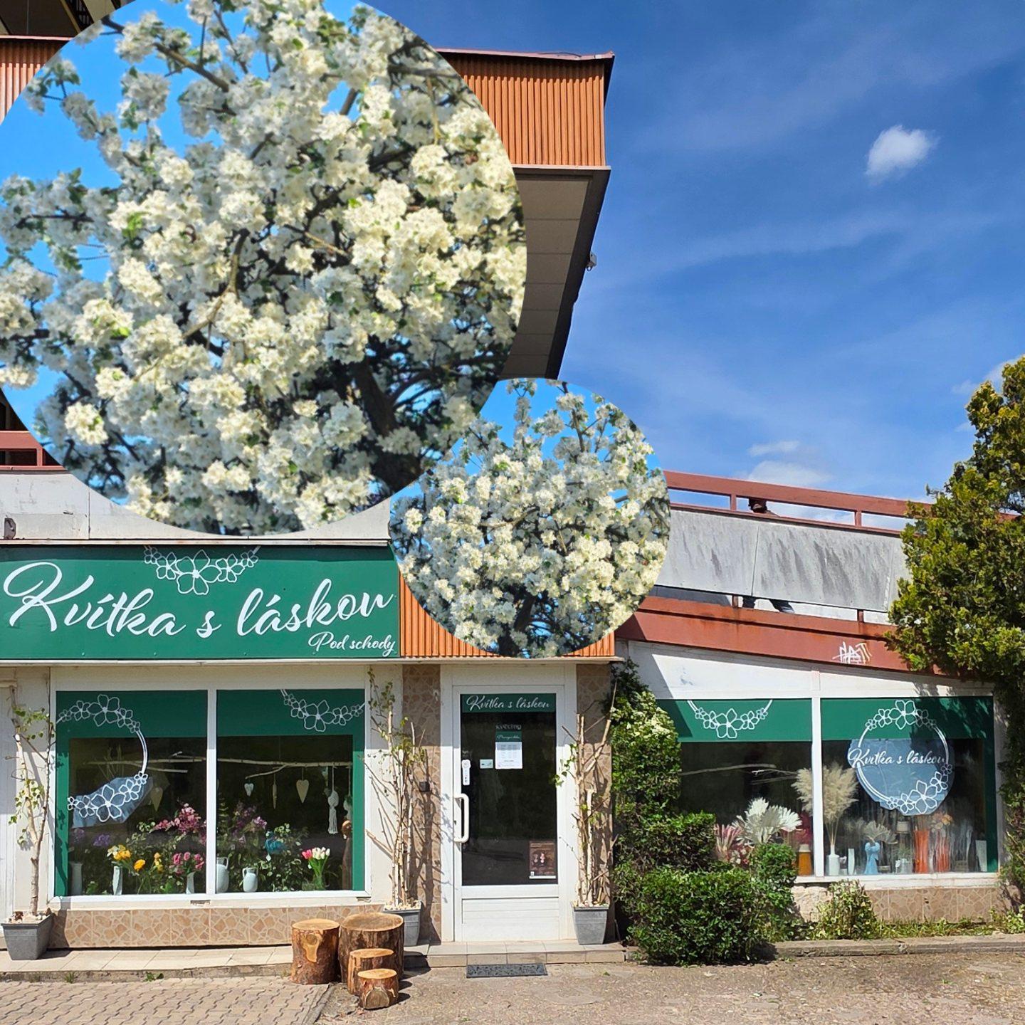 Květiny pod schody foto 2