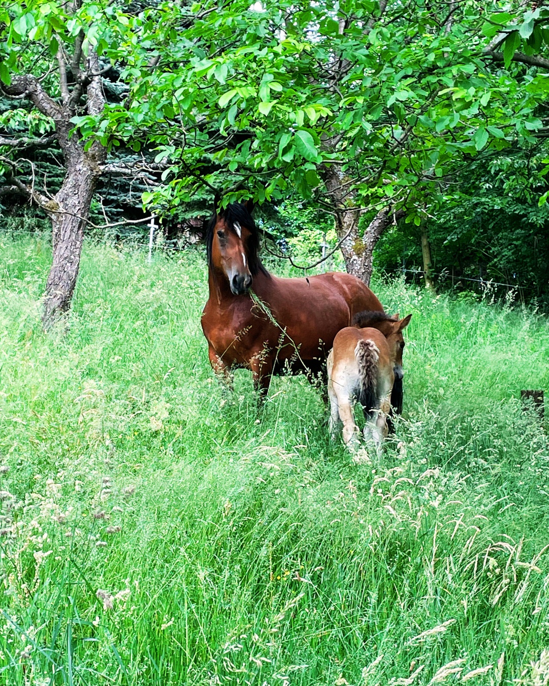 Chov koní MALÁ KOPYTNICE foto 4