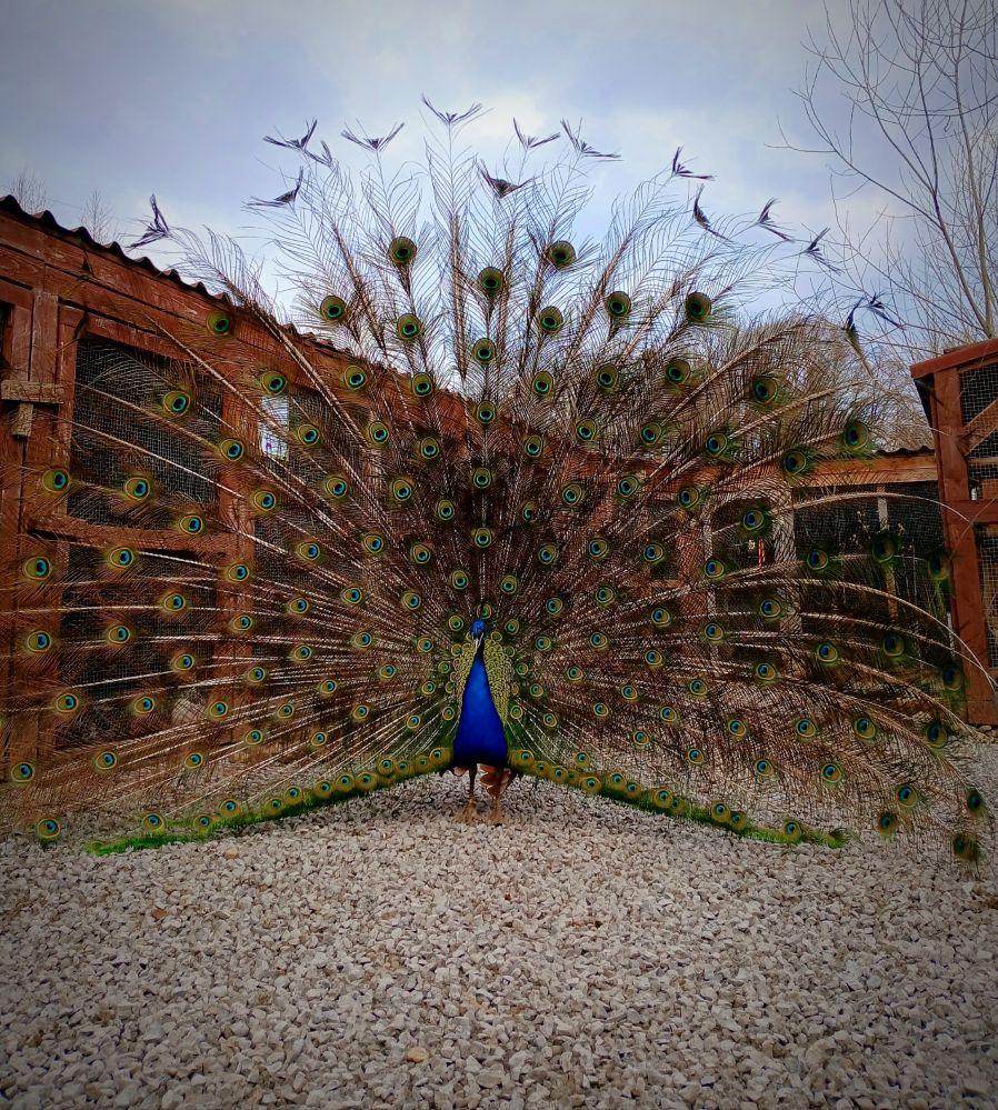 Azyl zvířat & FaunaPark Blondies MiniZOO foto 3