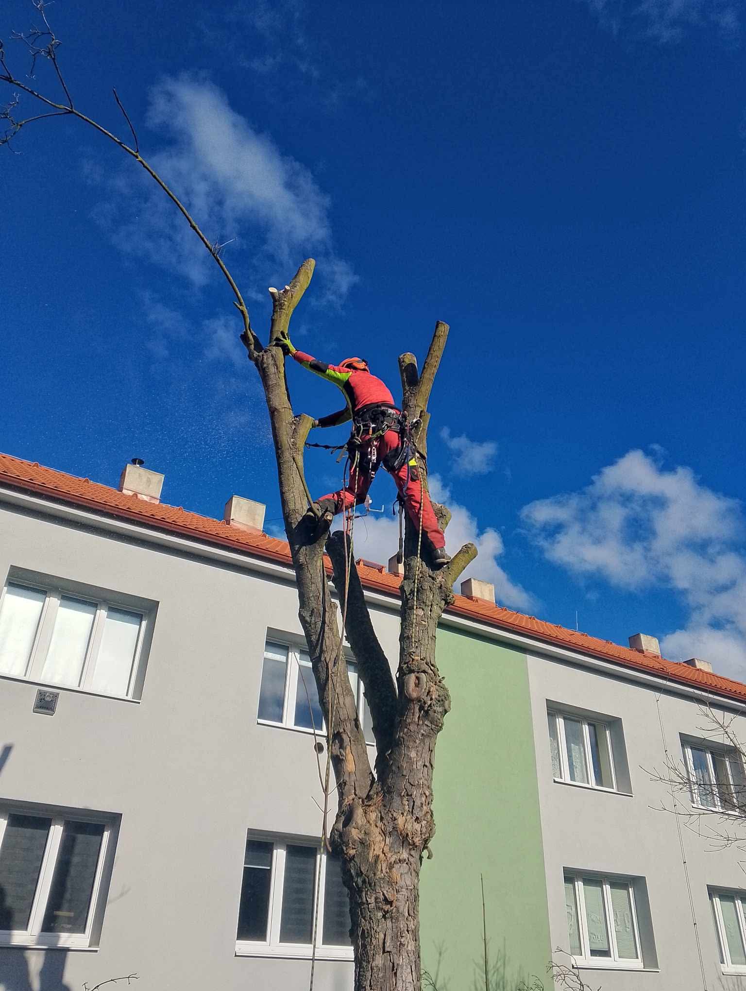 TR DREAM – Rizikové kácení a výškové práce