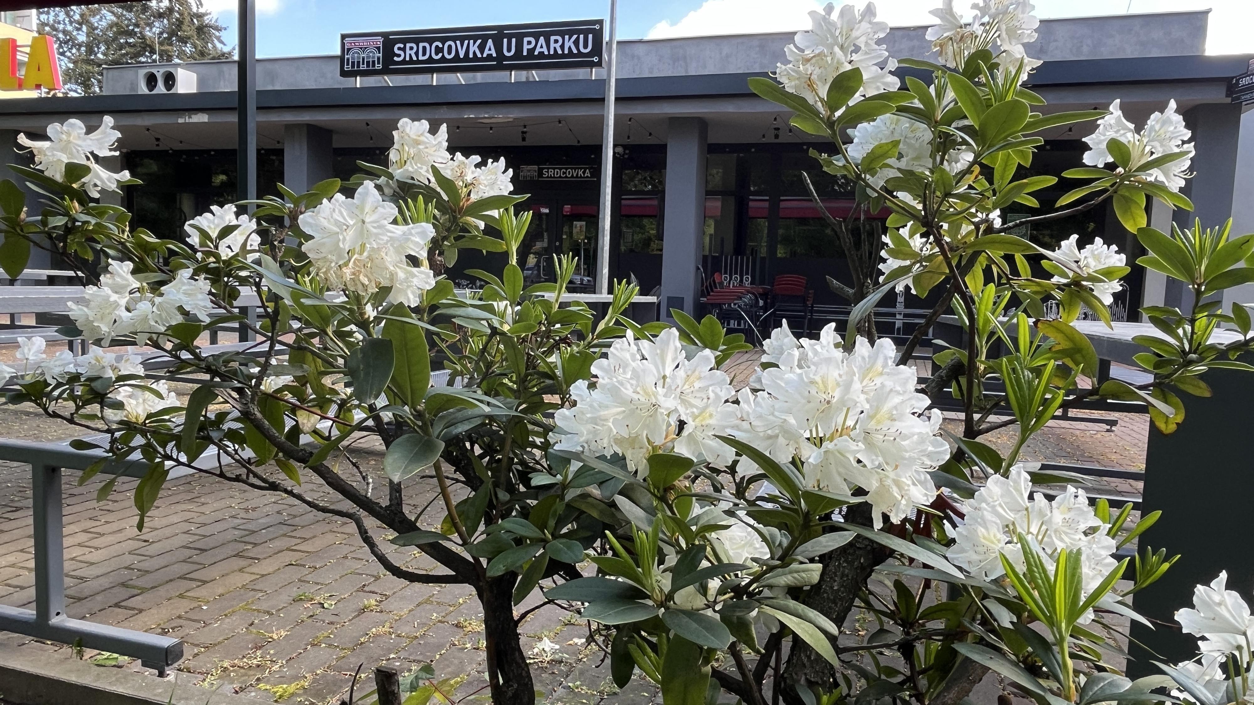 Srdcovka u parku foto 3