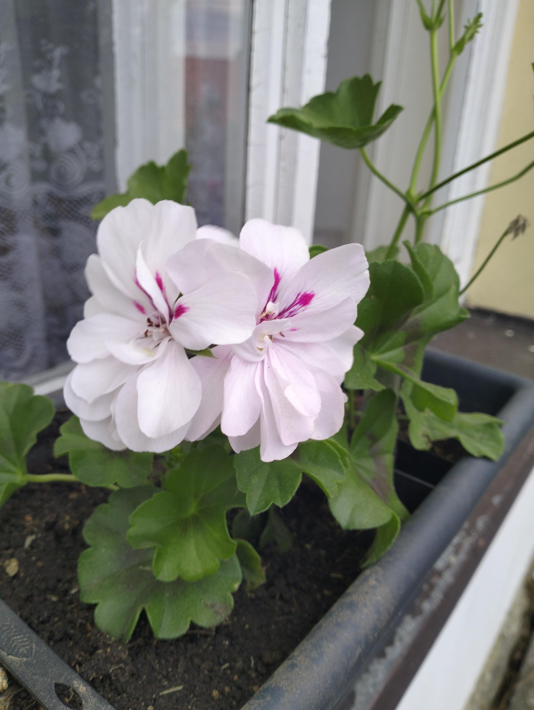 Zahradnictví Ing. Roman Koupý foto 3