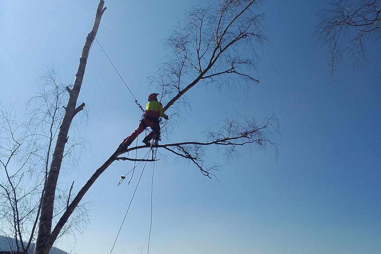 TR DREAM – Rizikové kácení a výškové práce