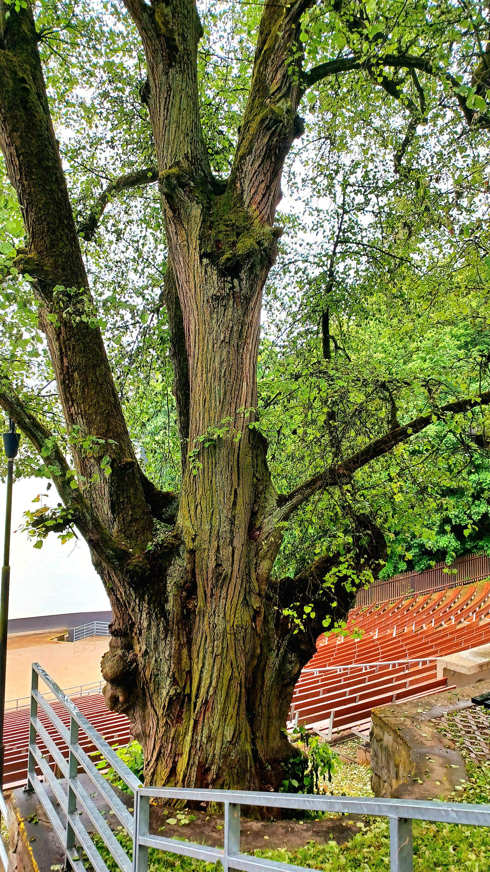 Letní kino Boskovice foto 4
