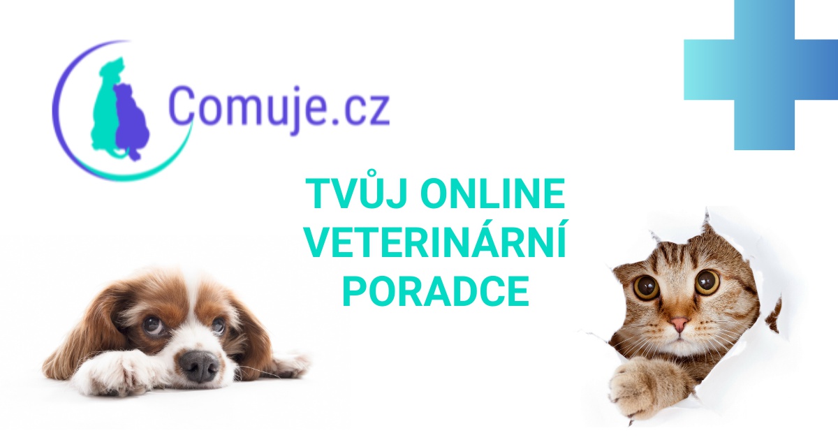comuje.cz foto 3