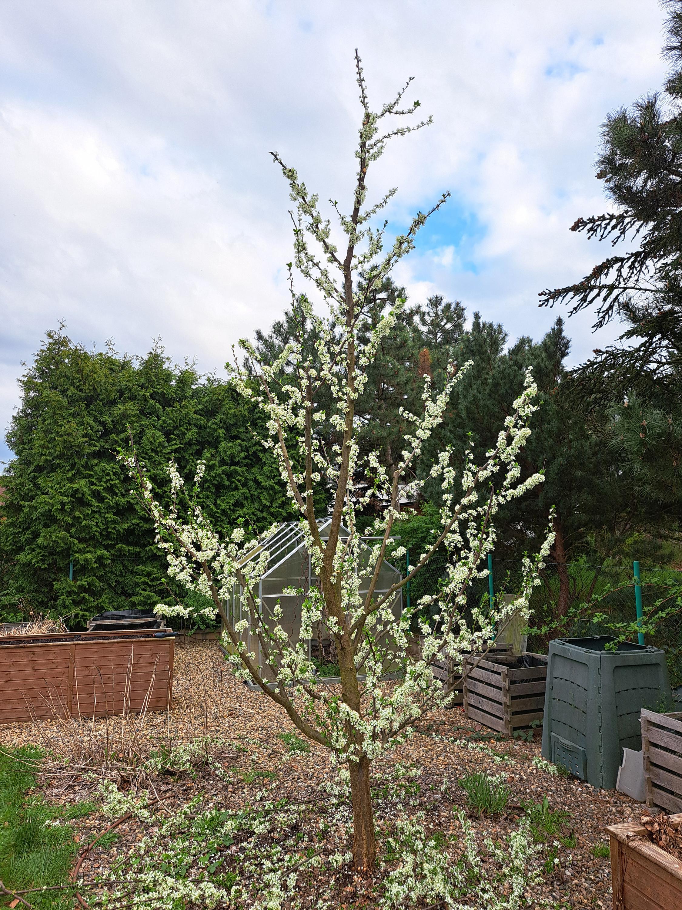 ovocnestromyrez.cz foto 4