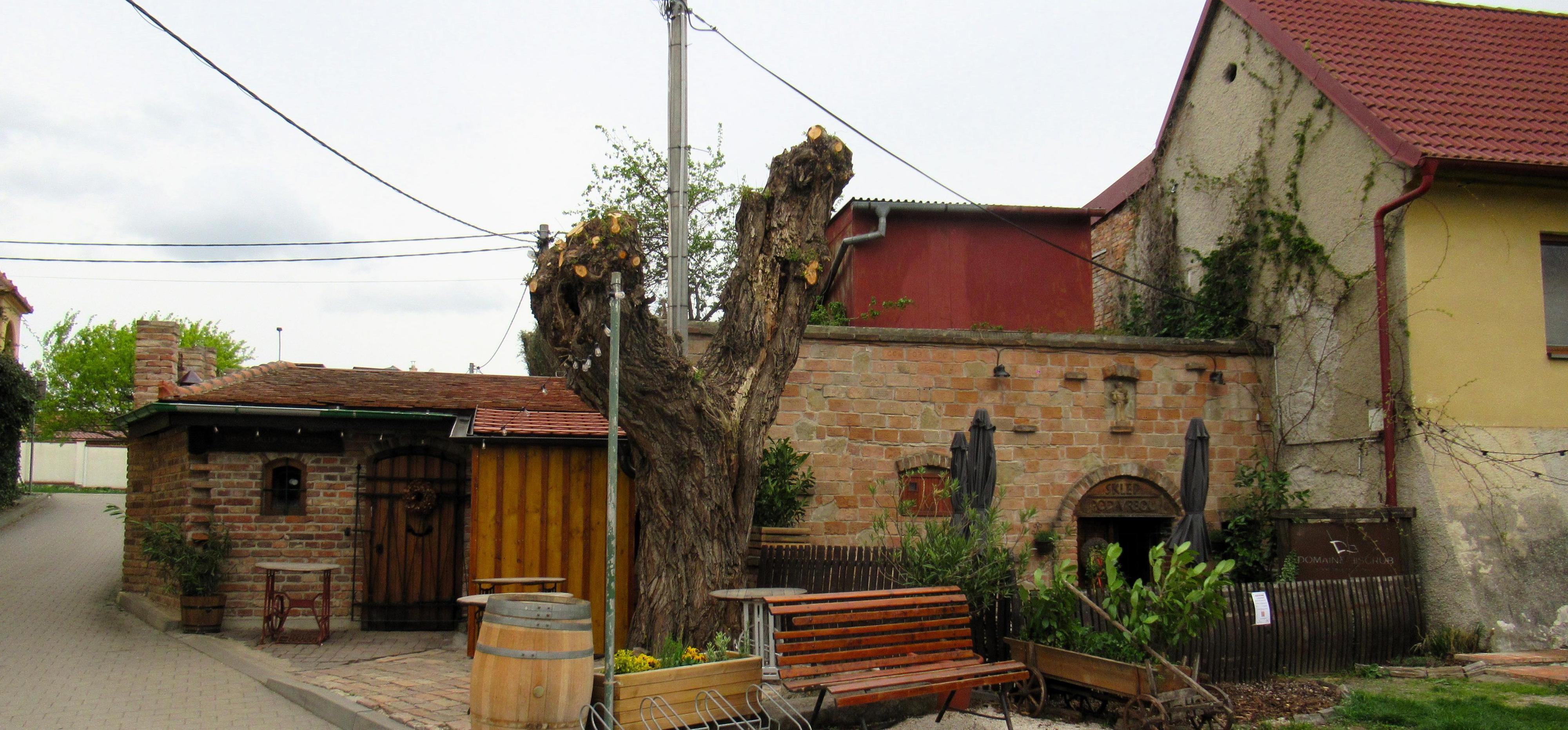 Vinný sklep Pod Křížkem - vinařství Knoll foto 6