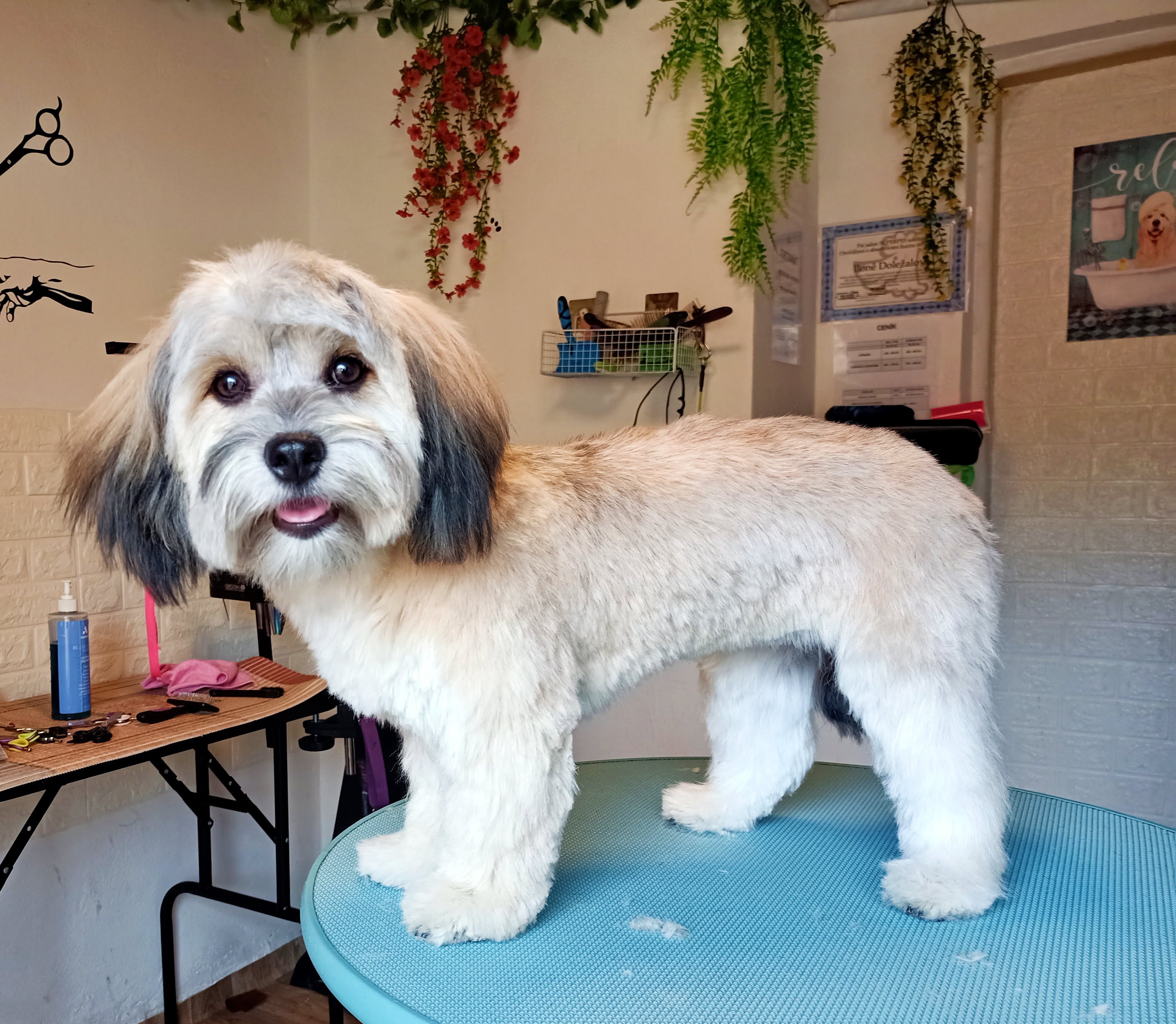 Stříhání psů Ilona Doležalová foto 3