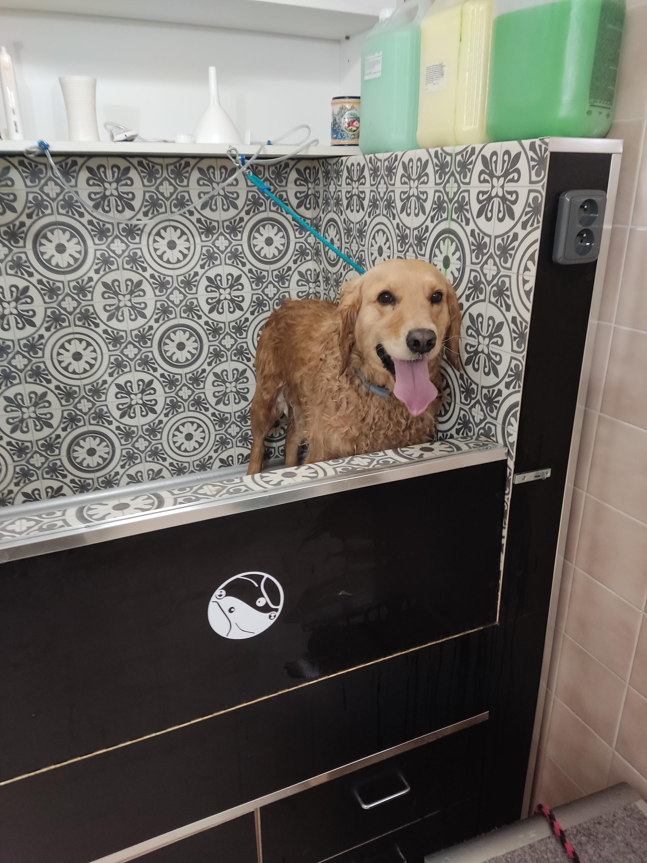 Filip Bačík - Psí pomoc foto 3