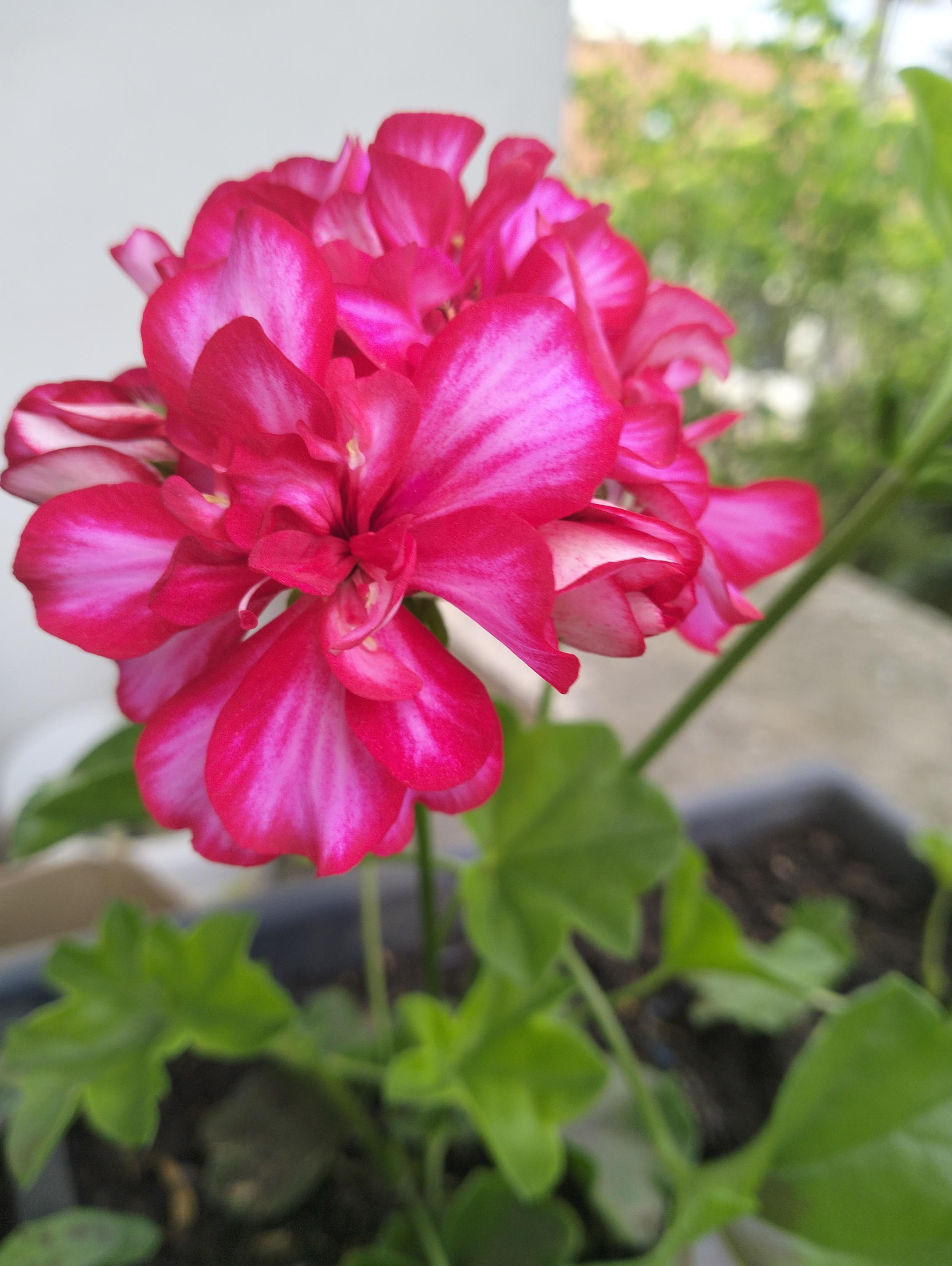 Zahradnictví Ing. Roman Koupý foto 5