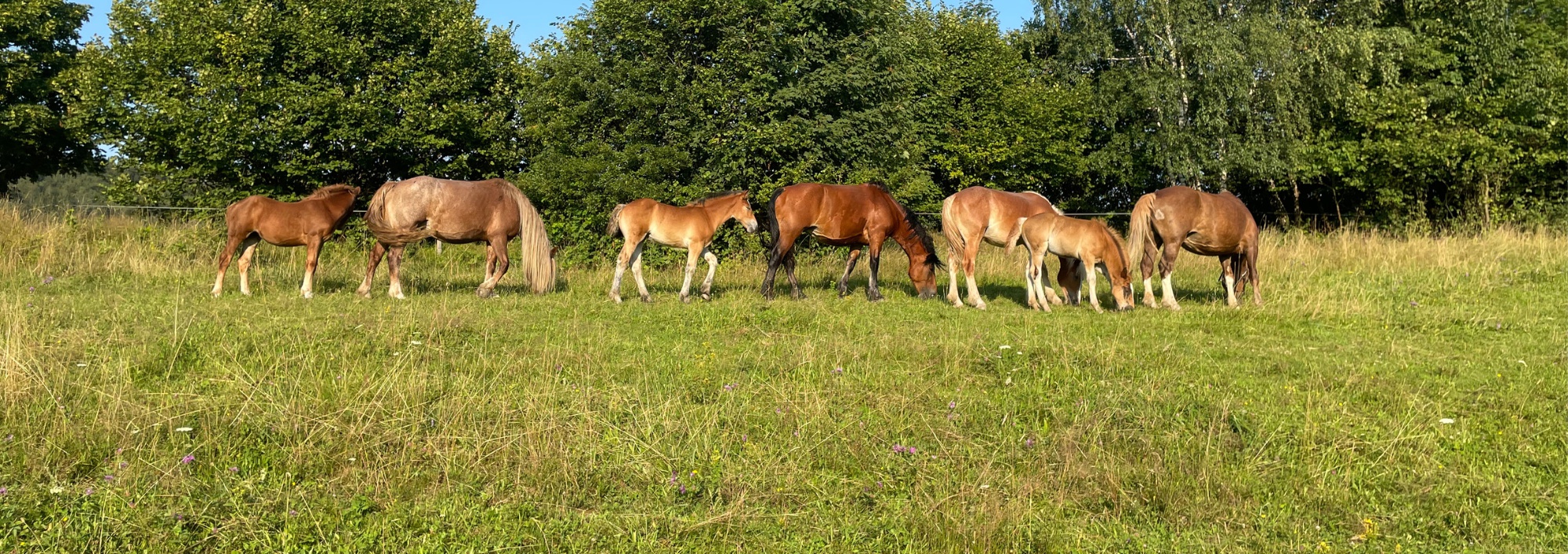 Chov koní MALÁ KOPYTNICE